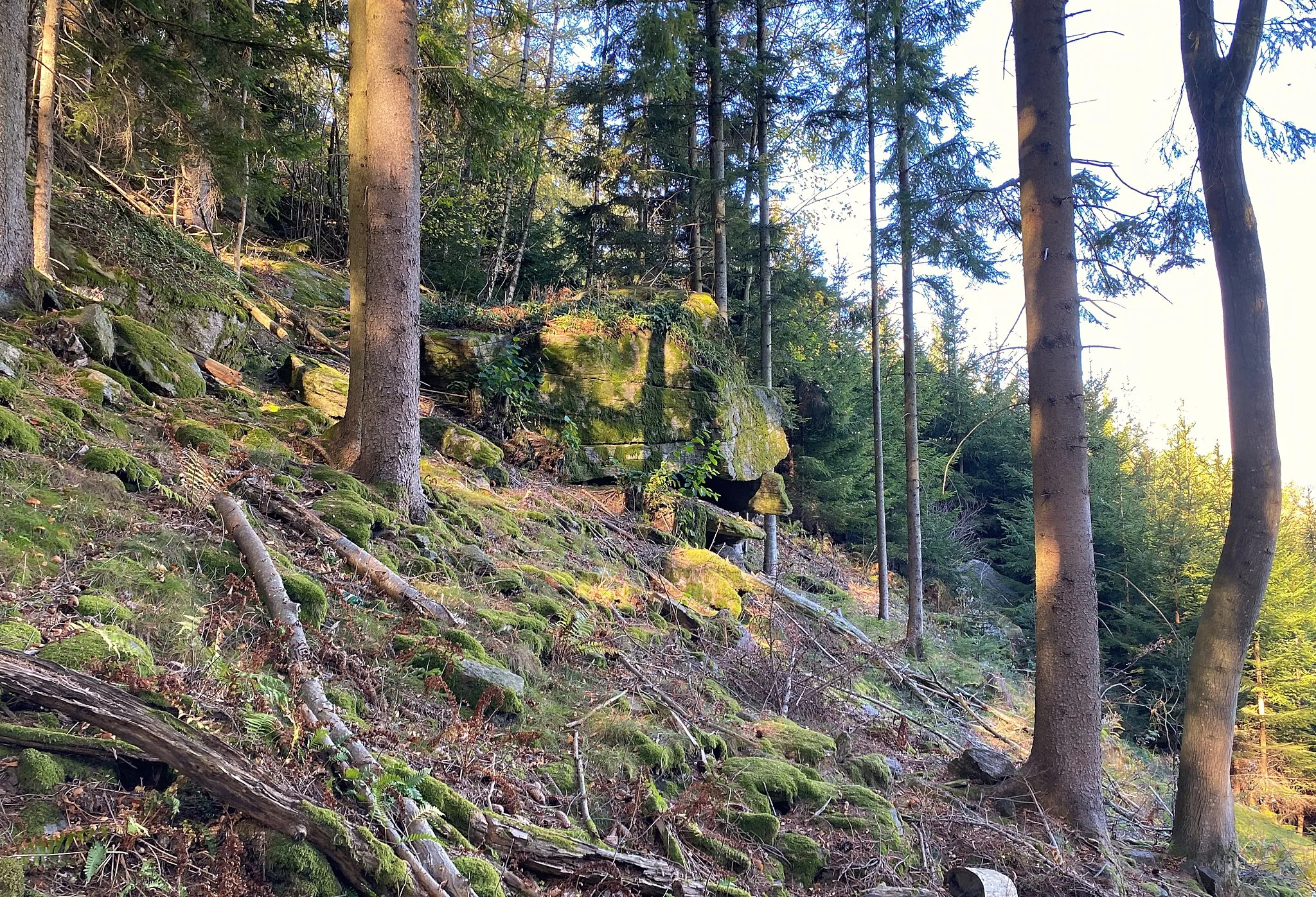 Photo showing: Ein Wald nordwestlich von Erdwegen. Blickrichtung Nordwesten.