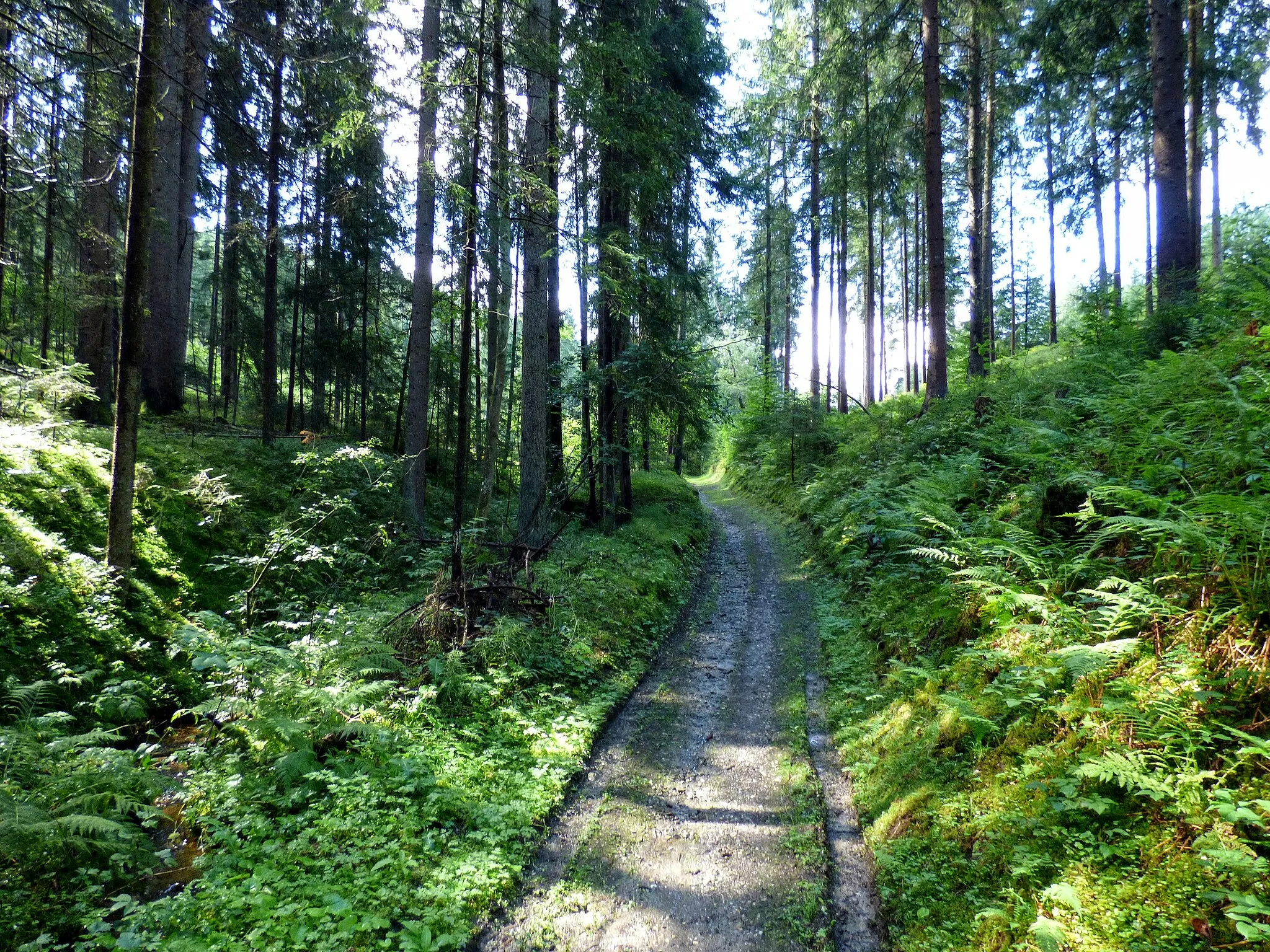 Photo showing: Altweg am Muraunberg, Gemeinde Sankt Veit an der Glan