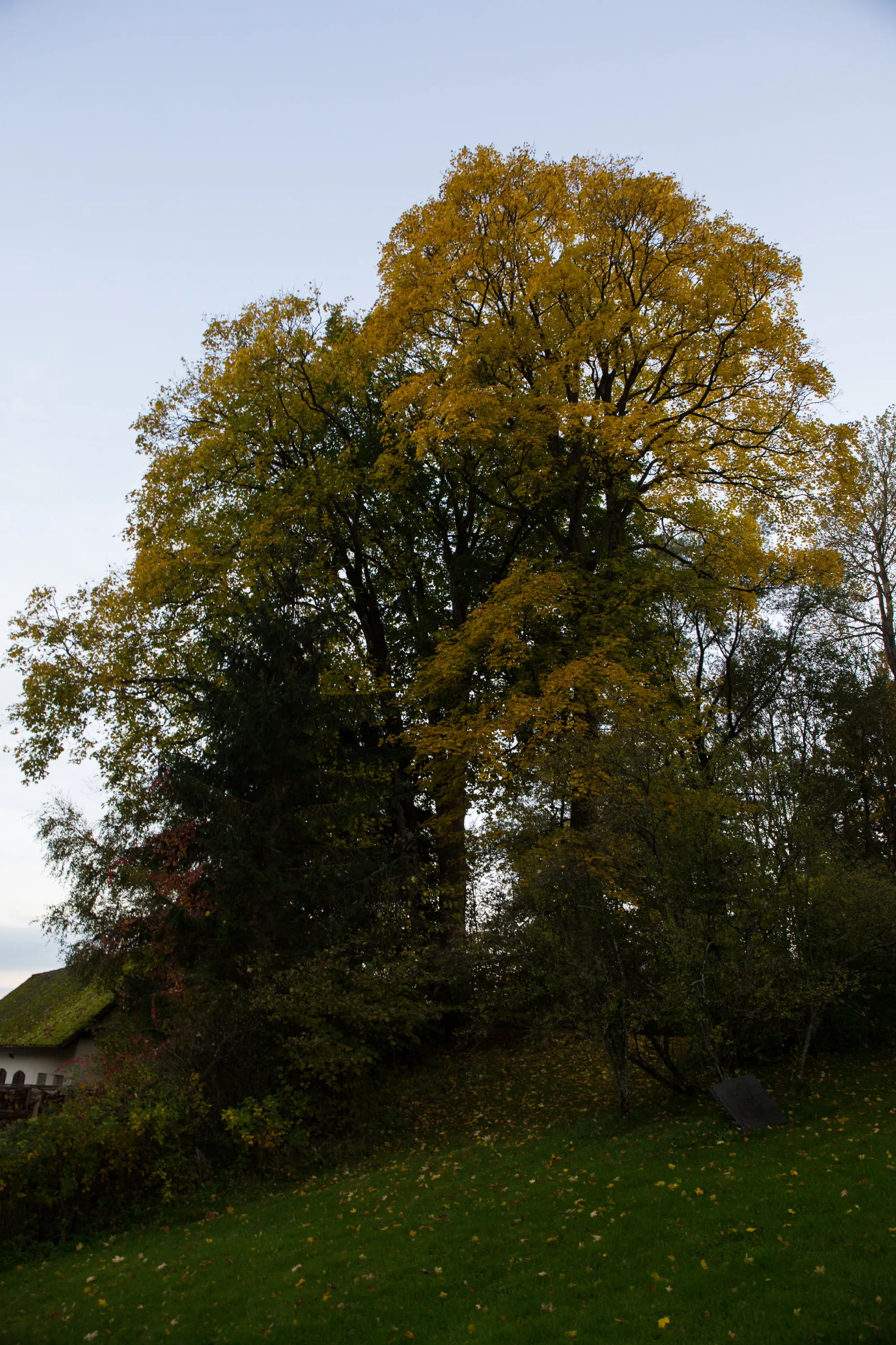 Photo showing: This media shows the natural monument in Carinthia  with the ID Wo 13.