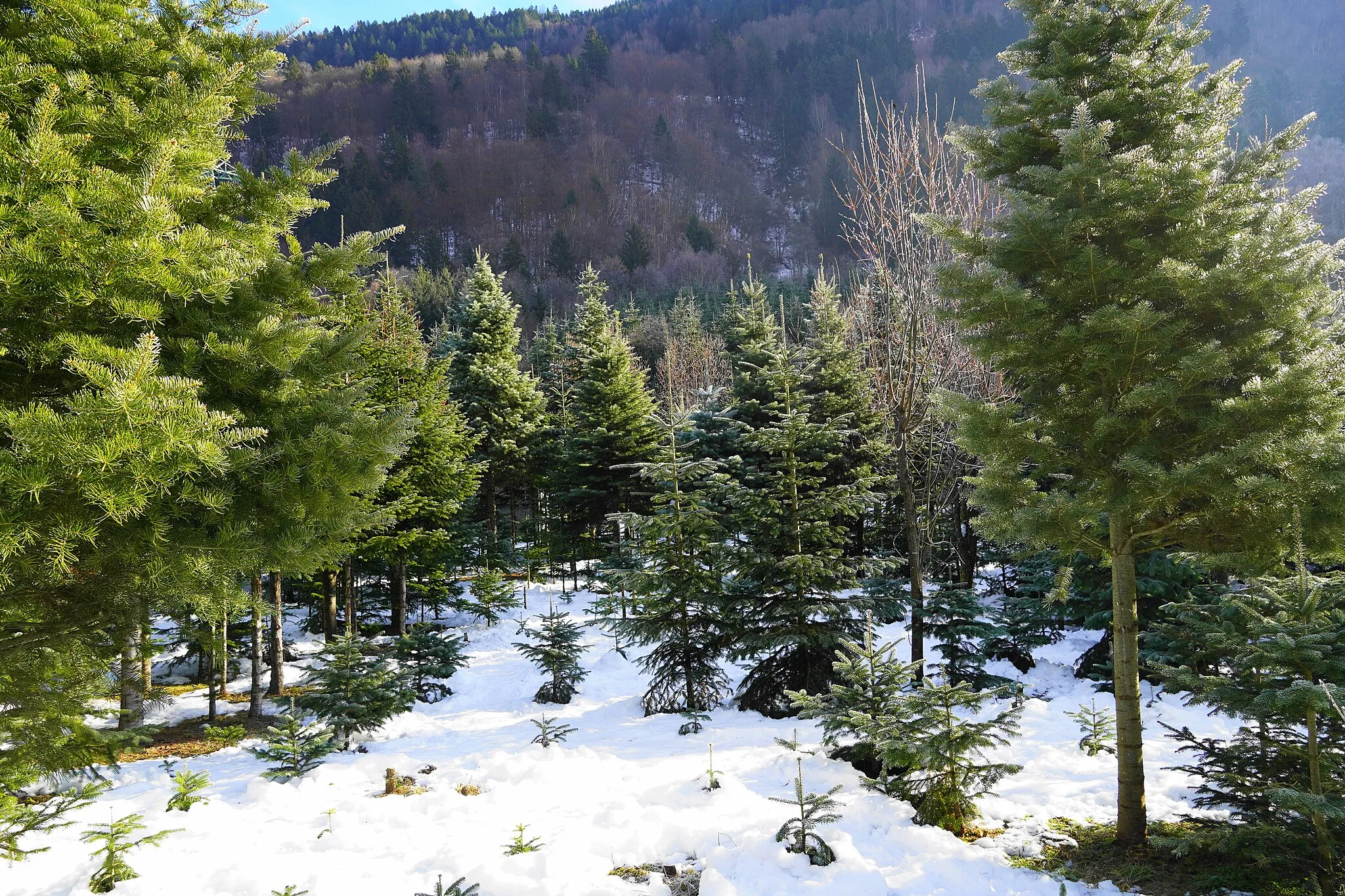 Photo showing: Christmas tree culture in Döbriach, municipality of Radenthein, Austria, EU