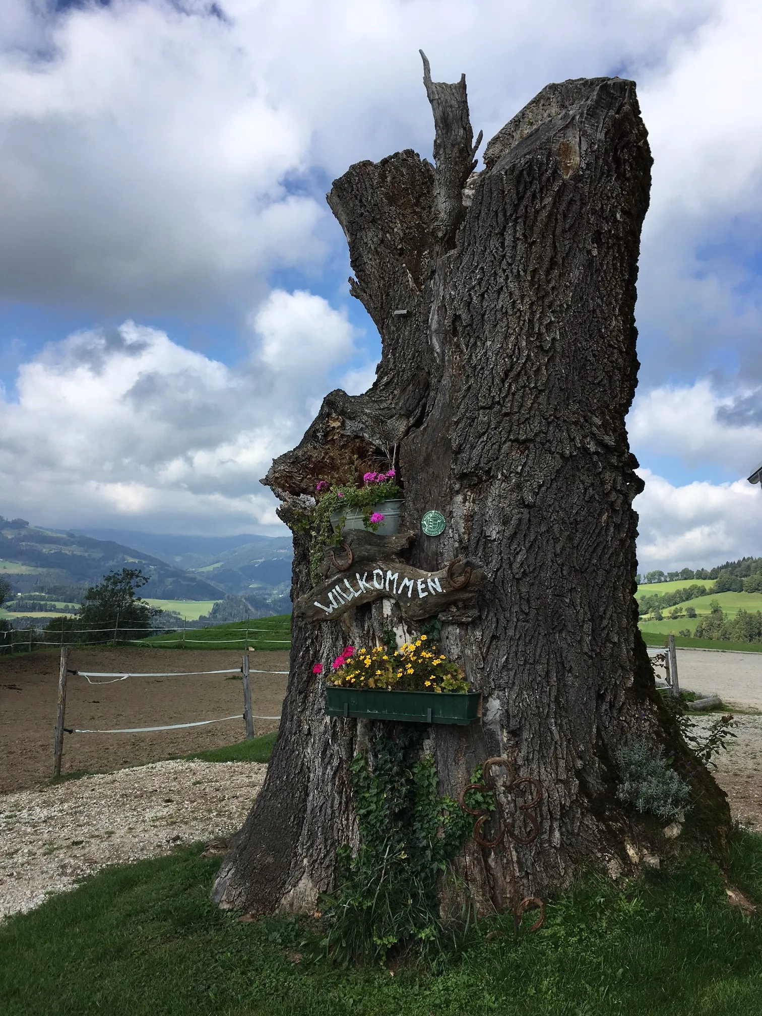 Photo showing: This media shows the natural monument in Carinthia  with the ID Wo 10.