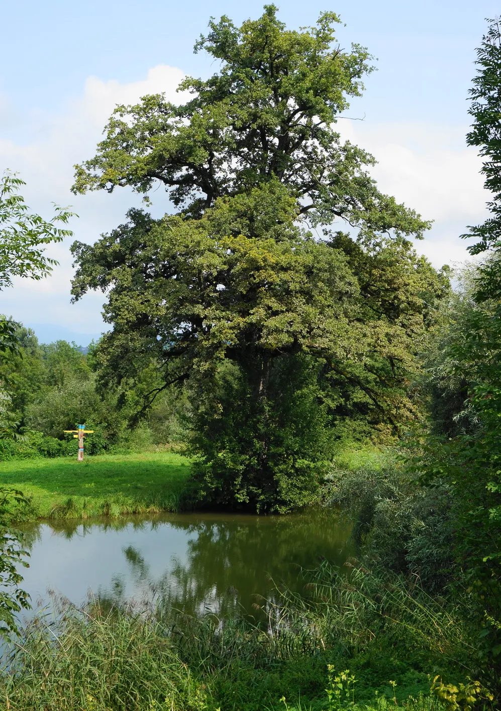 Photo showing: This media shows the natural monument in Carinthia  with the ID Vö 24.