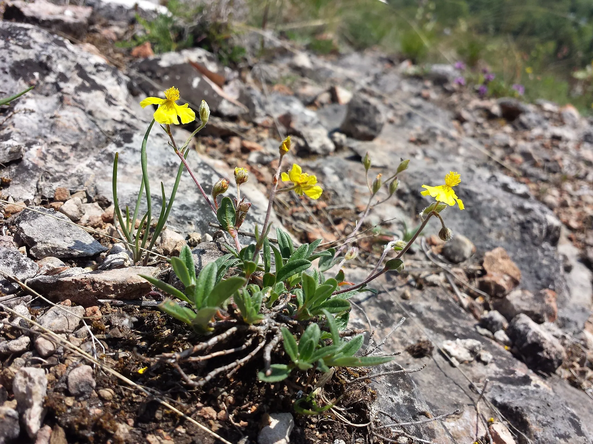 Photo showing: Habitus Taxonym: Helianthemum canum ss Fischer et al. EfÖLS 2008 ISBN 978-3-85474-187-9
Location: Blosenberg near Winzendorf, district Wiener Neustadt, Lower Austria - ca. 380 m a.s.l.
Habitat: dry grassland