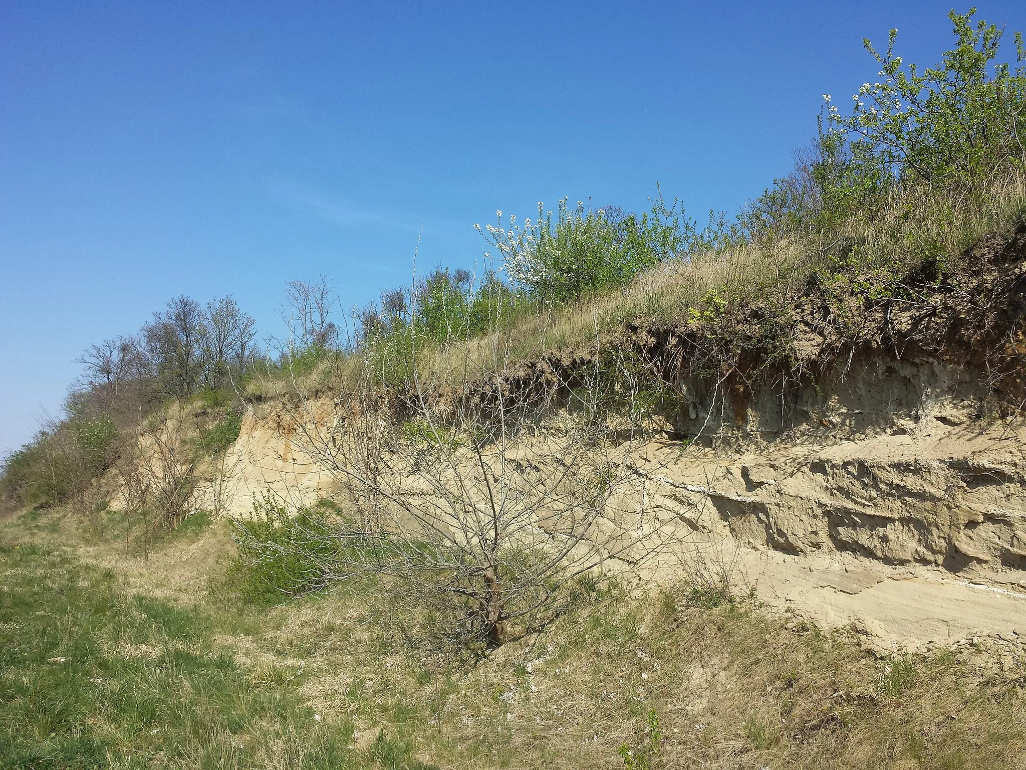 Photo showing: Hochleithenwald next to Kasernberg, district Mistelbach, Lower Austria
Exposure