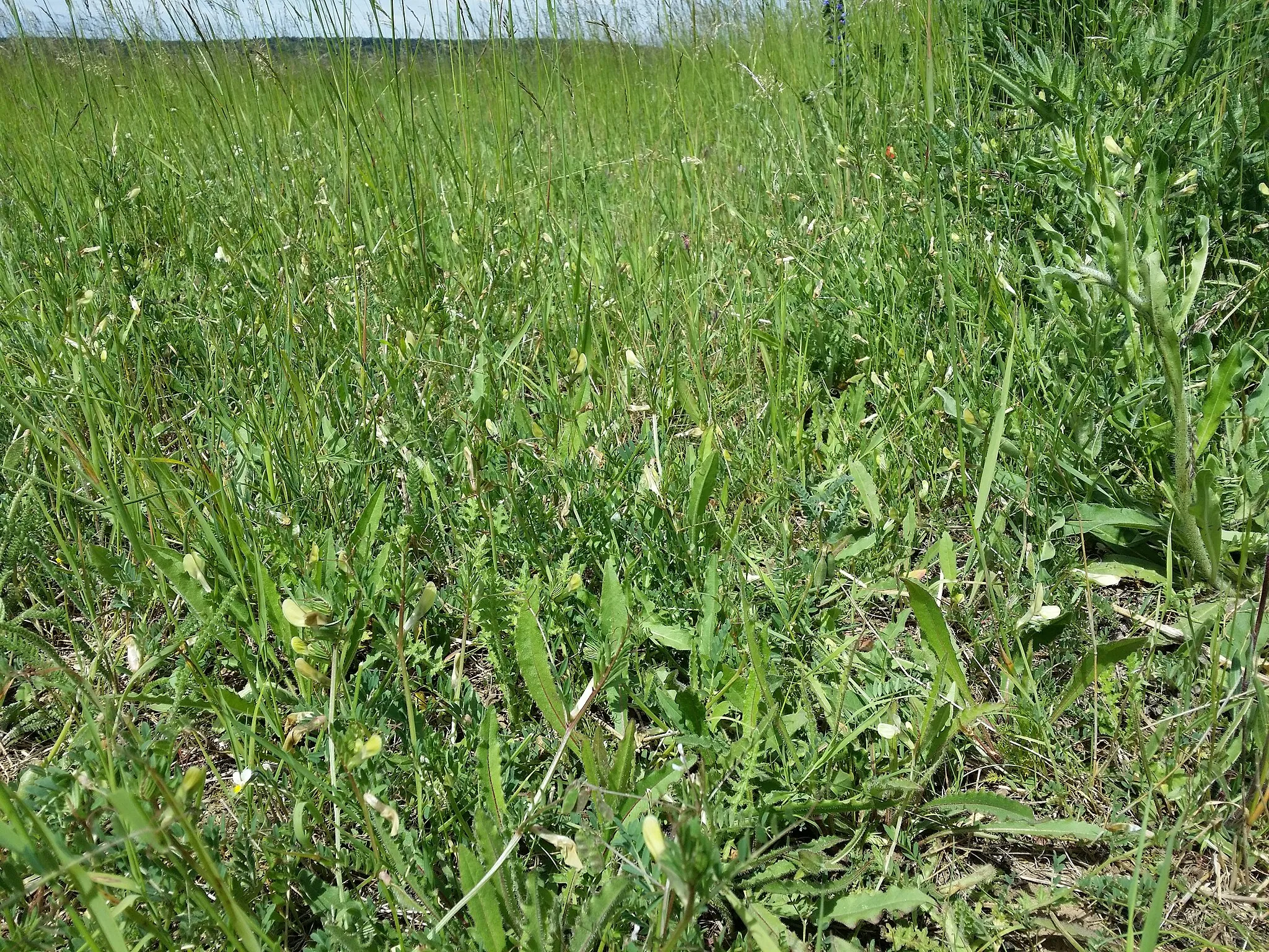 Photo showing: Habitat Taxonym: Vicia lutea ss Fischer et al. EfÖLS 2008 ISBN 978-3-85474-187-9
Location: northeast of Hautzendorf, district Mistelbach, Lower Austria - ca. 260 m a.s.l.
Habitat: fallow land