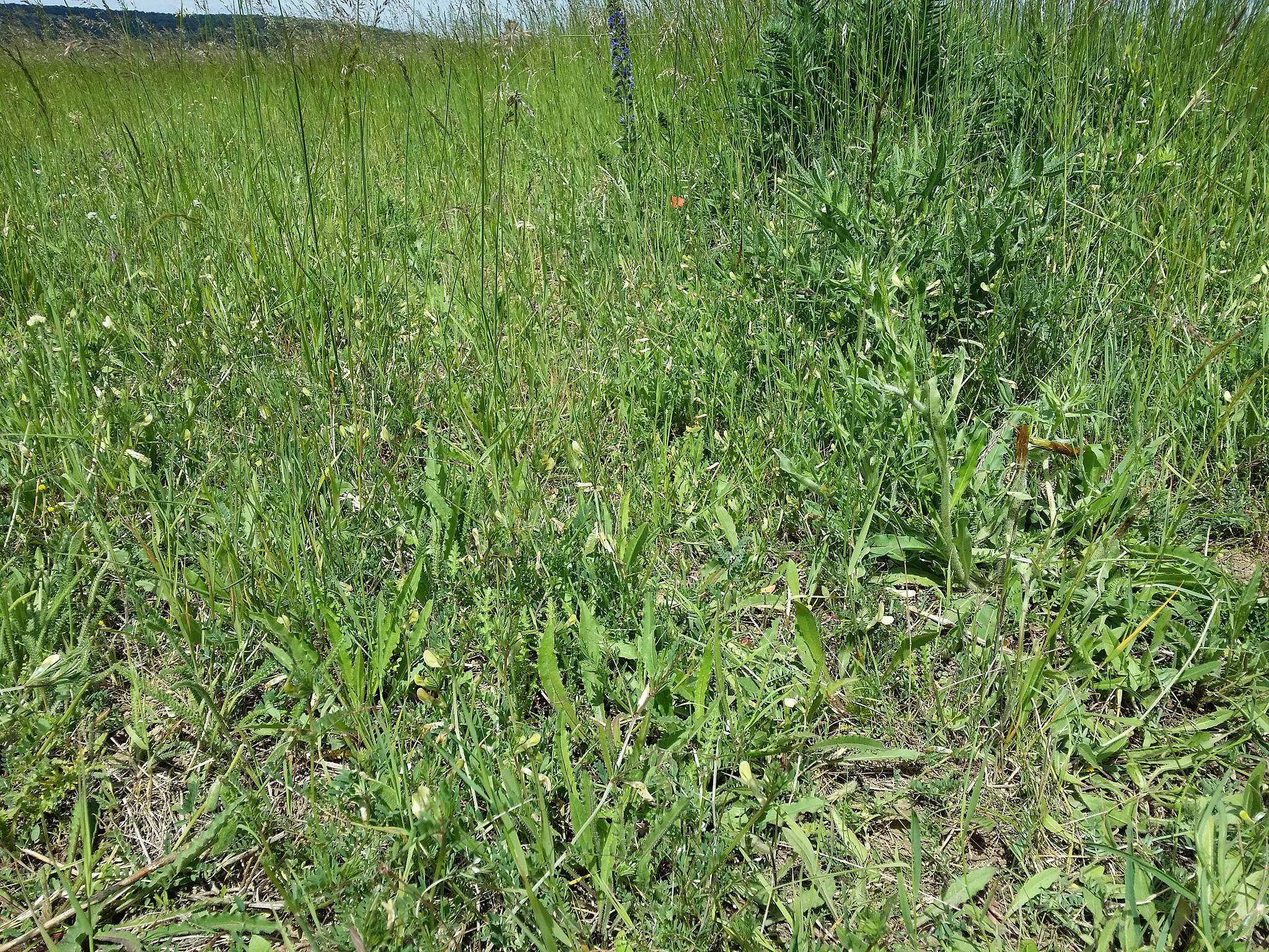 Photo showing: Habitat Taxonym: Vicia lutea ss Fischer et al. EfÖLS 2008 ISBN 978-3-85474-187-9
Location: northeast of Hautzendorf, district Mistelbach, Lower Austria - ca. 260 m a.s.l.
Habitat: fallow land