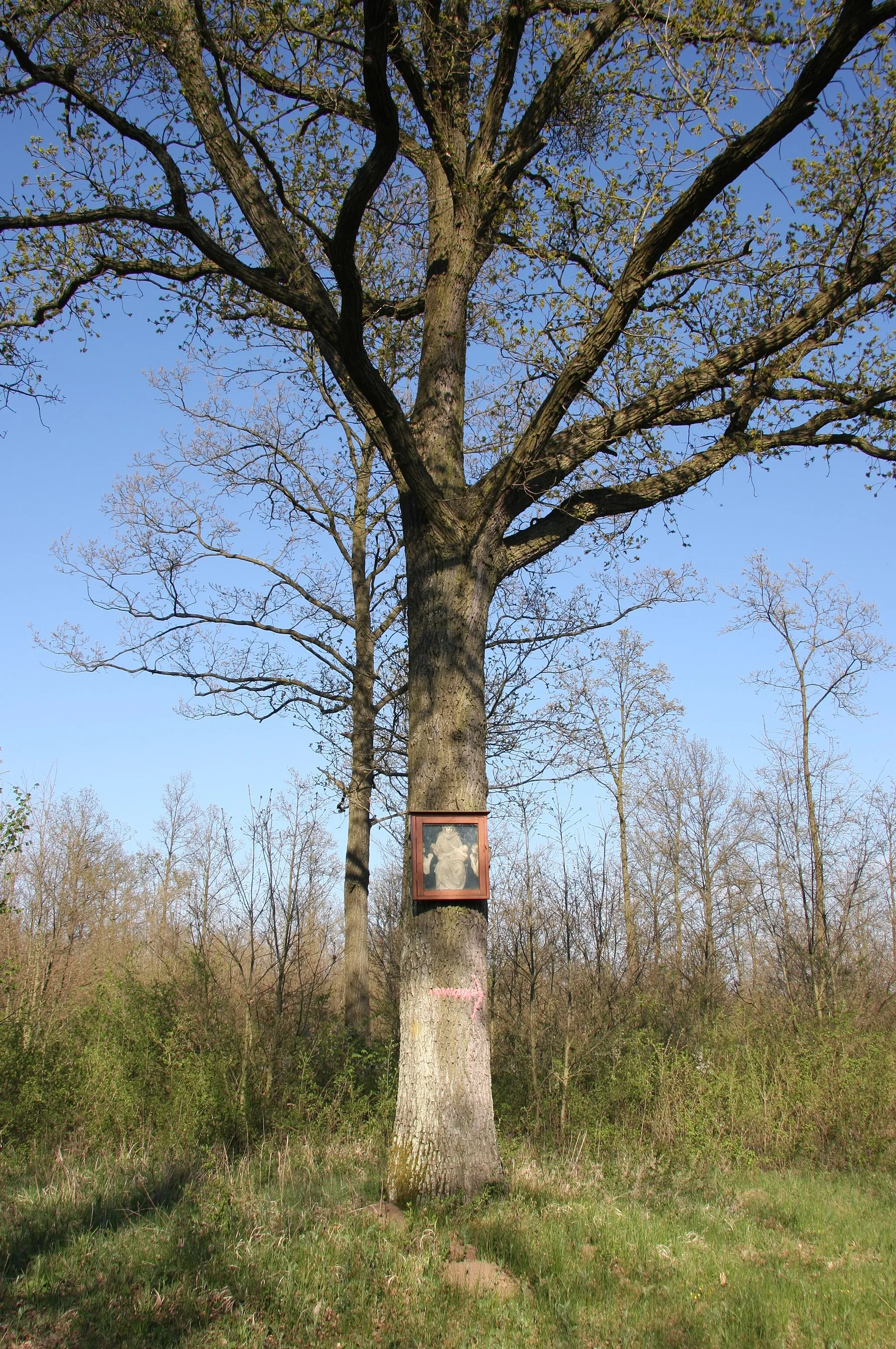 Photo showing: A tree shrine near Mistelbach, Lower Austria