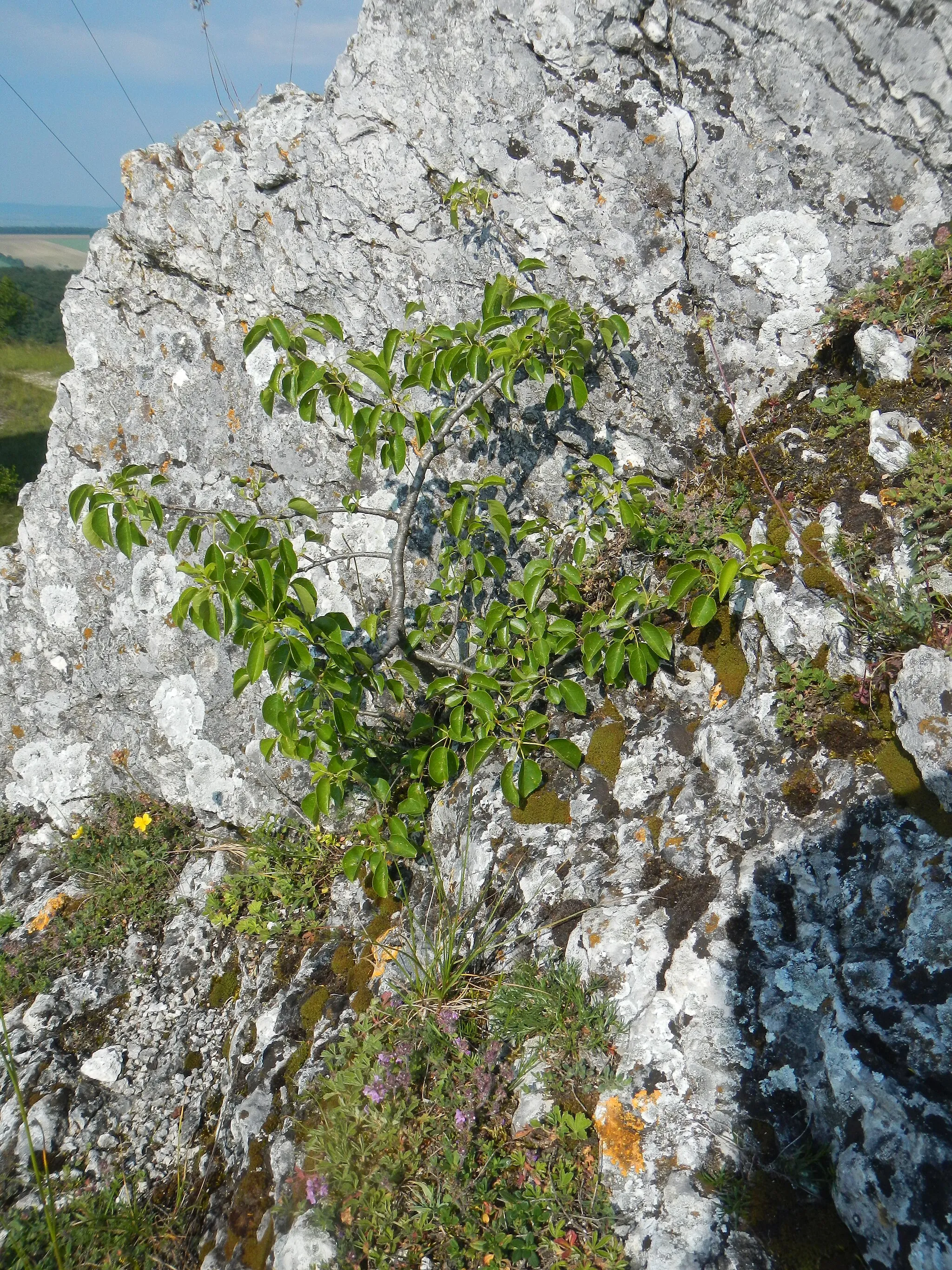 Photo showing: Steinweichsel auf einer Kalkklippe im Landschaftsschutzgebiet Falkenstein