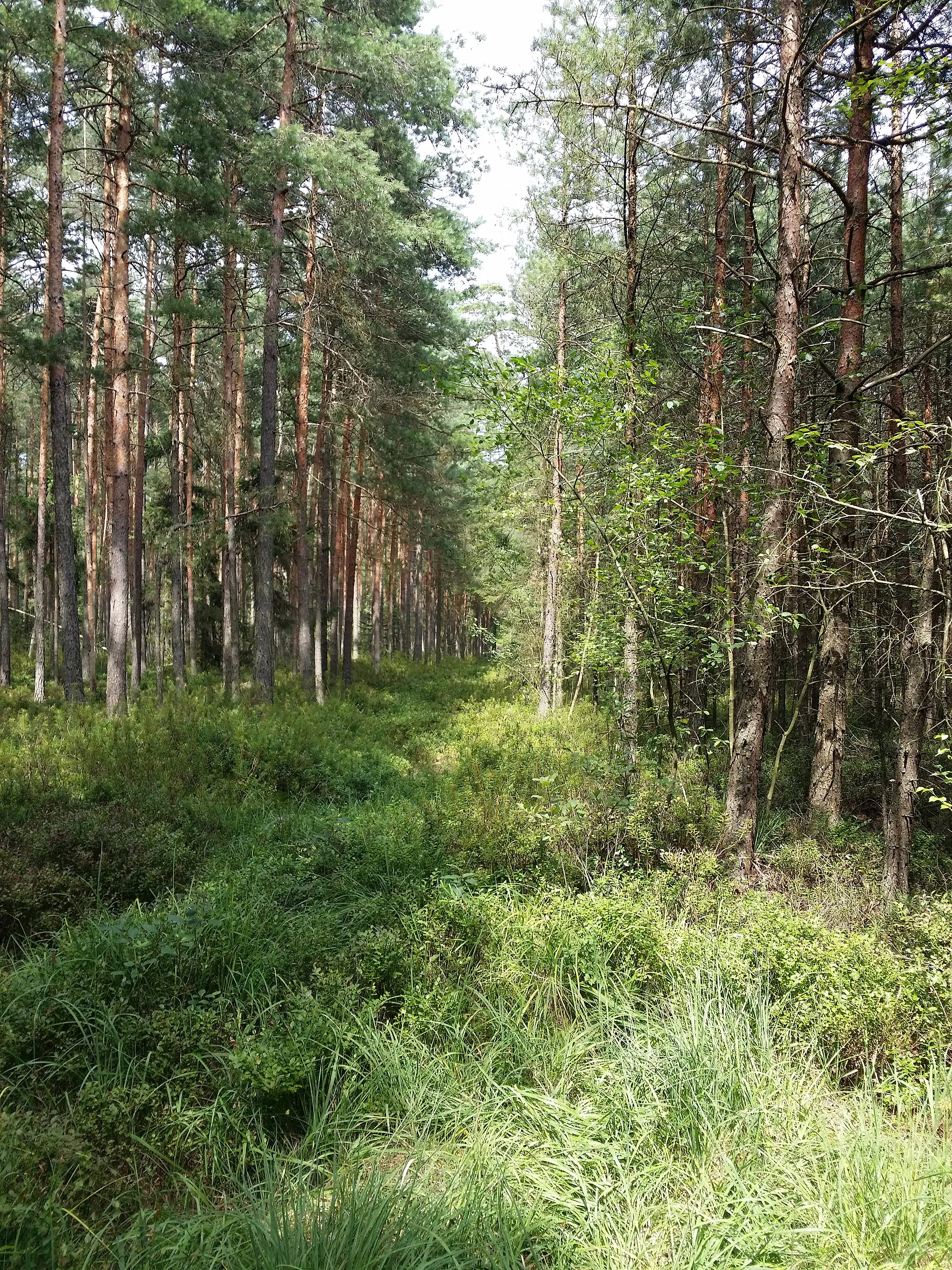 Photo showing: Schwarzes Moos west of Brand, district Gmünd, Lower Austria - ca. 500 m a.s.l.
Bog