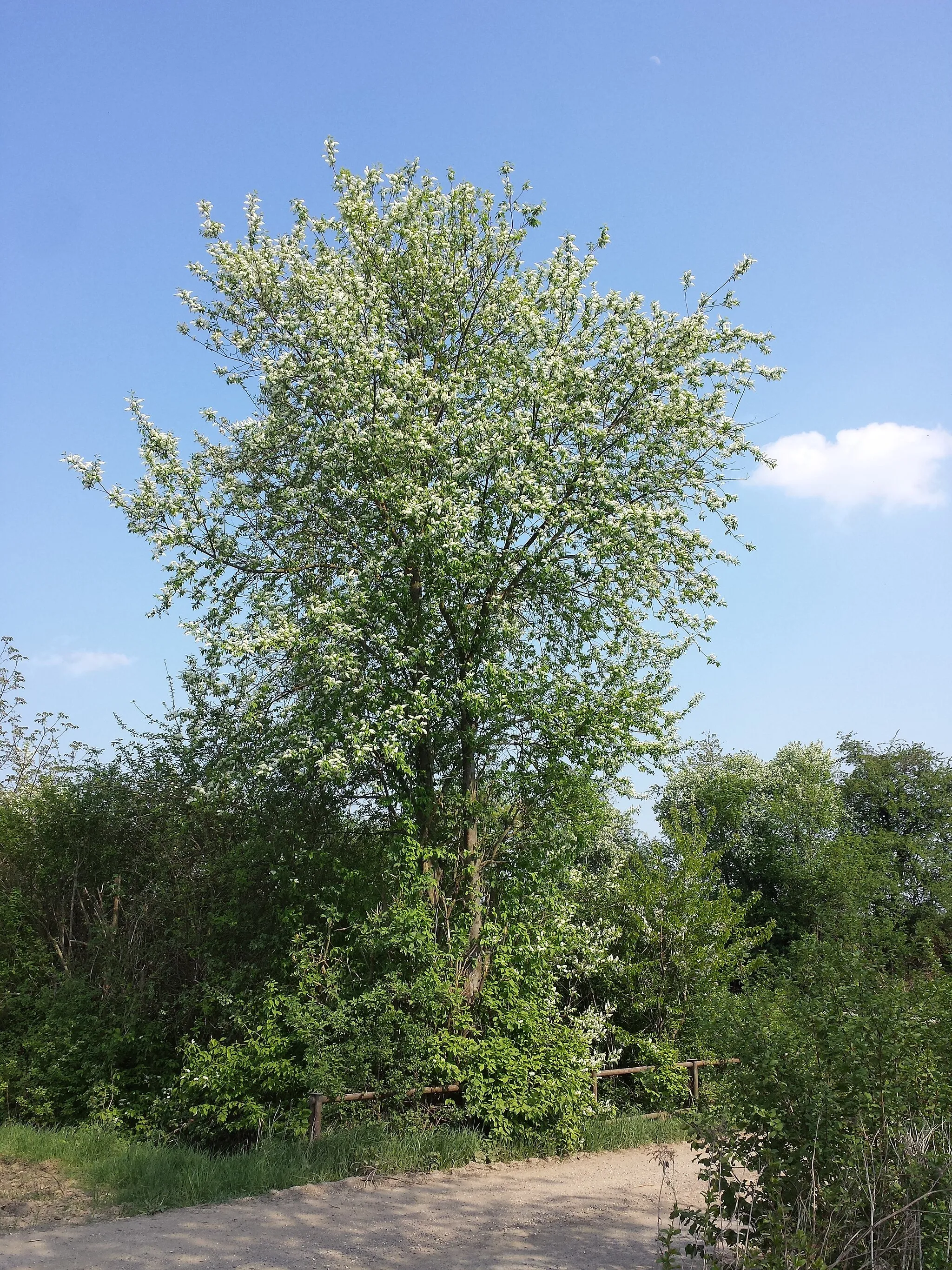 Photo showing: Habitus Taxonym: Prunus padus subsp. padus ss Fischer et al. EfÖLS 2008 ISBN 978-3-85474-187-9
Location: Ringendorfer Graben next to Geitzendorf, district Korneuburg, Lower Austria - 210 m a.s.l.
Habitat: shrubbery