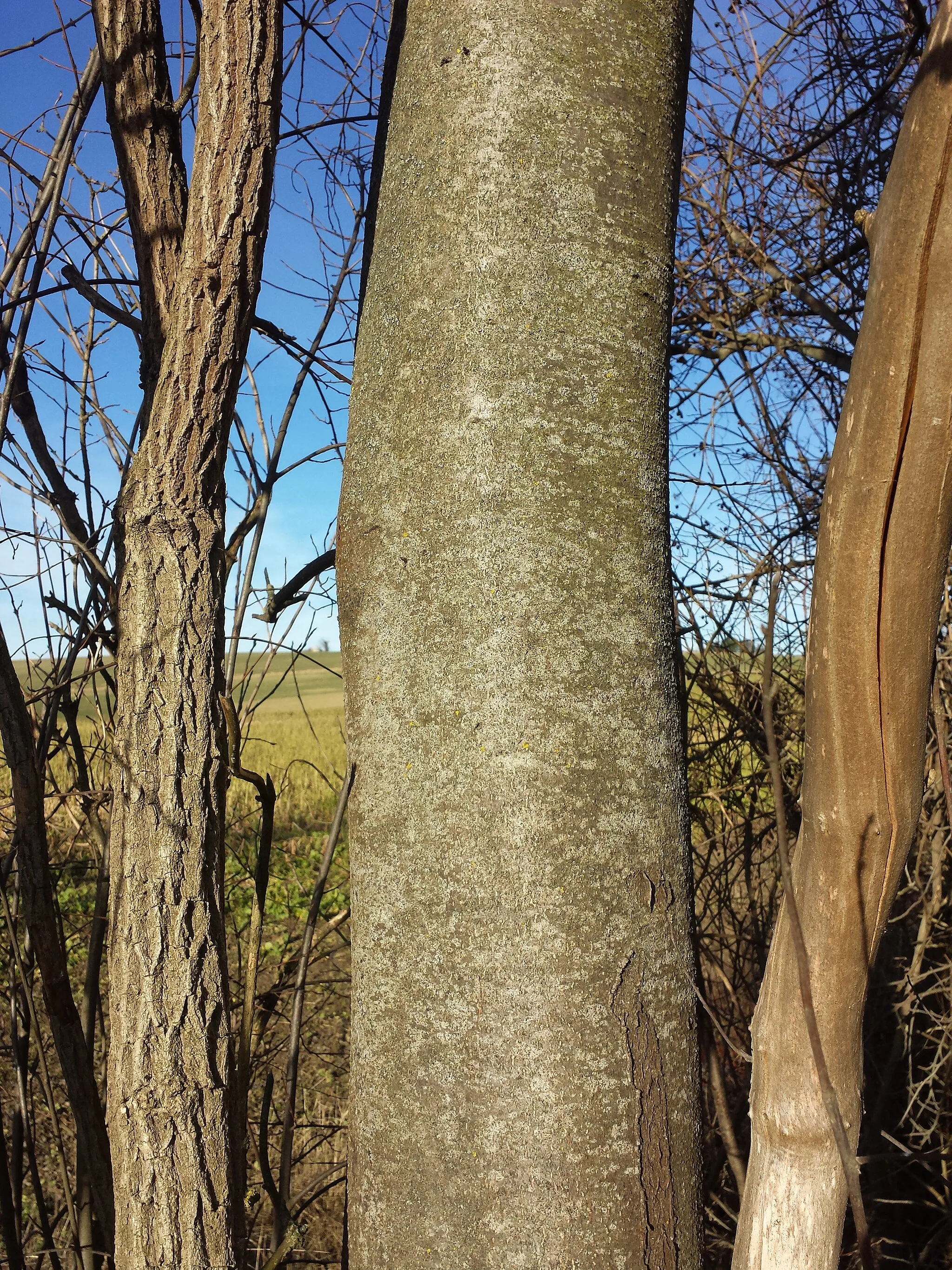 Photo showing: Trunk Taxonym: Prunus padus subsp. padus ss Fischer et al. EfÖLS 2008 ISBN 978-3-85474-187-9
Location: Ringendorfer Graben next to Geitzendorf, district Korneuburg, Lower Austria - 210 m a.s.l.
Habitat: shrubbery nearby a stream