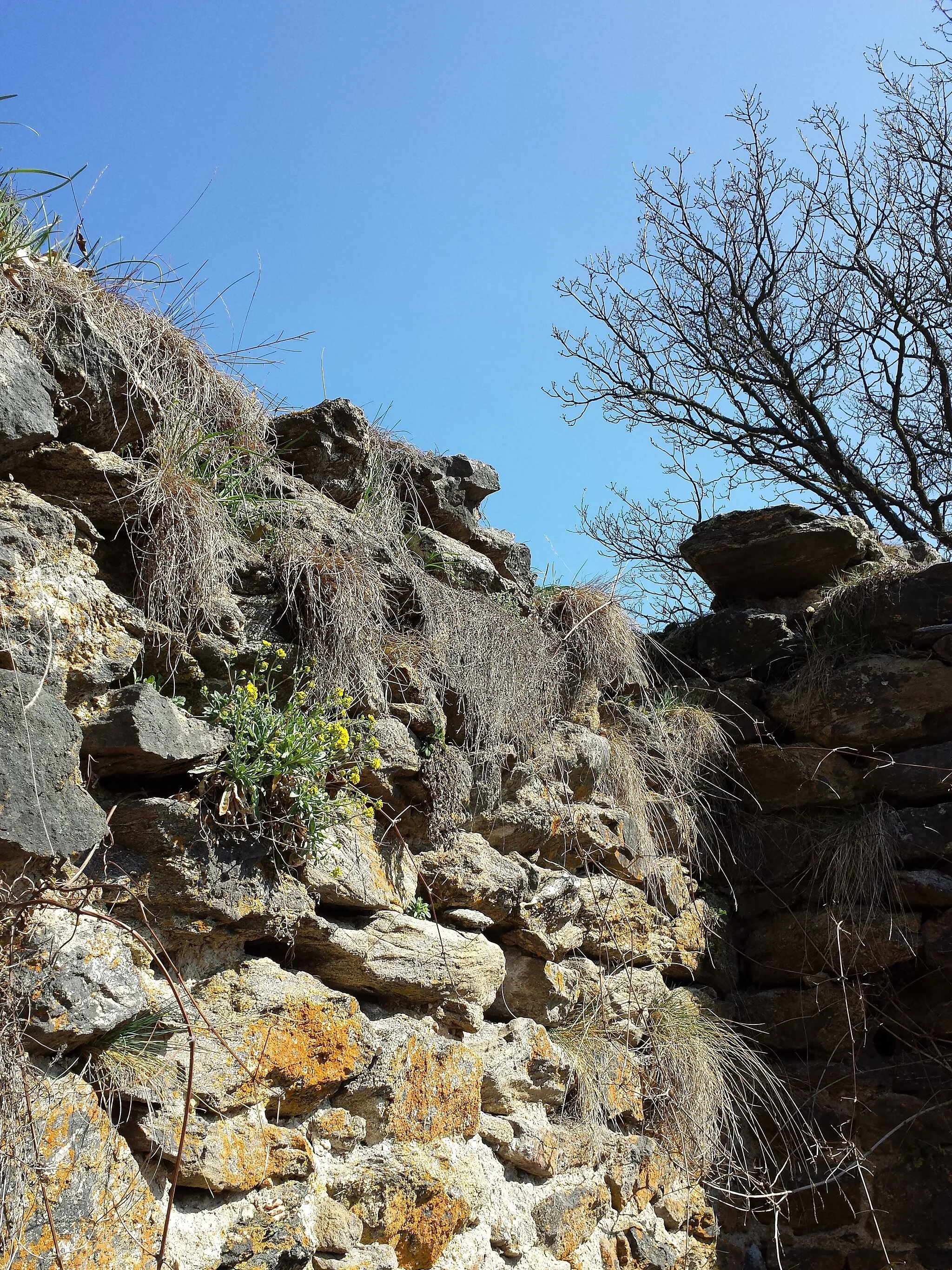 Photo showing: Habitat Taxonym: Aurinia saxatilis ss Fischer et al. EfÖLS 2008 ISBN 978-3-85474-187-9
Location: Schimmelsprung castle ruin, district Horn, Lower Austria - ca. 350 m a.s.l.
Habitat: stone wall