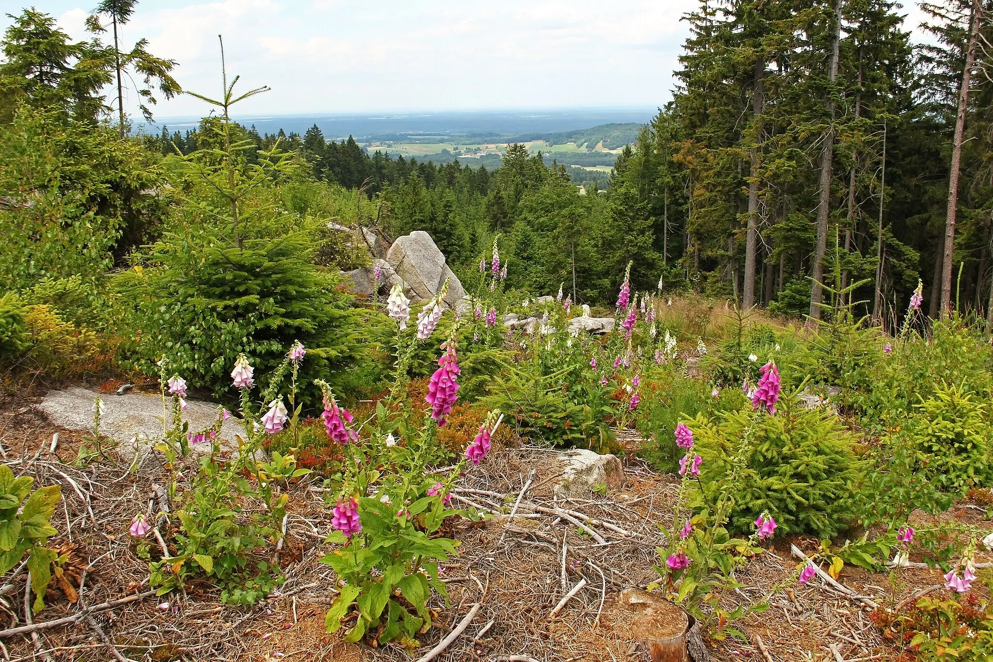 Photo showing: Blick vom Schinderberg (Heinrichs) nach Tschechien - Erlebnisweg in Heinrichs bei Weitra