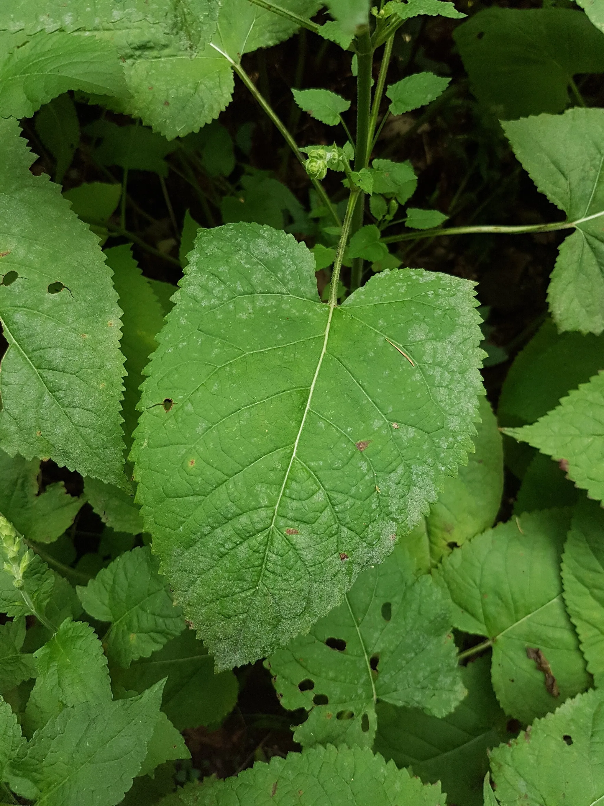 Photo showing: Leaf Taxonym: Salvia glutinosa ss Fischer et al. EfÖLS 2008 ISBN 978-3-85474-187-9
Location: Glockenberg O of Würnitz, district Korneuburg, Lower Austria - ca. 370 m a.s.l.
Habitat: Wood
