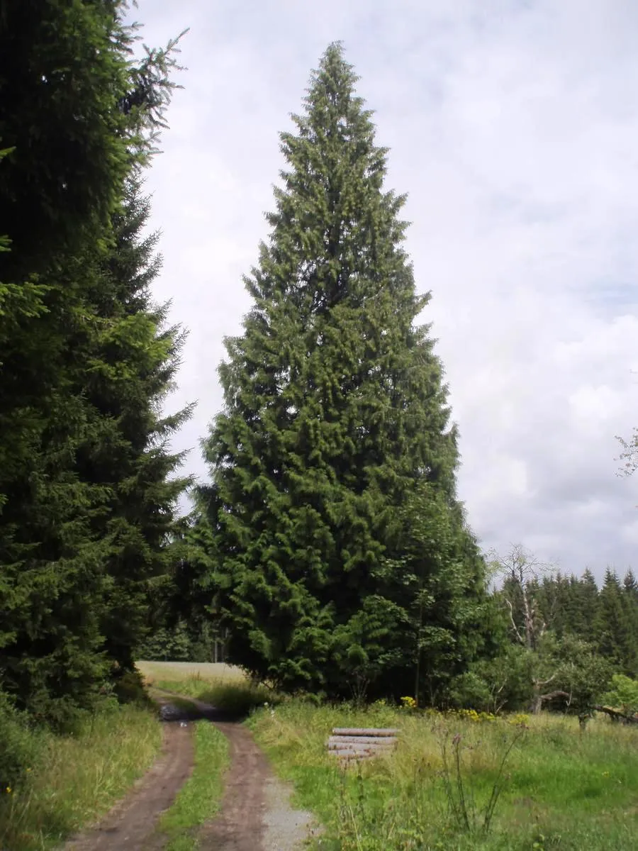 Photo showing: Zerav obrovský, vysoký 30 metrů, je největším exemplářem okresu Český Krumlov; roste u polní cesty z Pohoří ke Kamenci, u kříže.