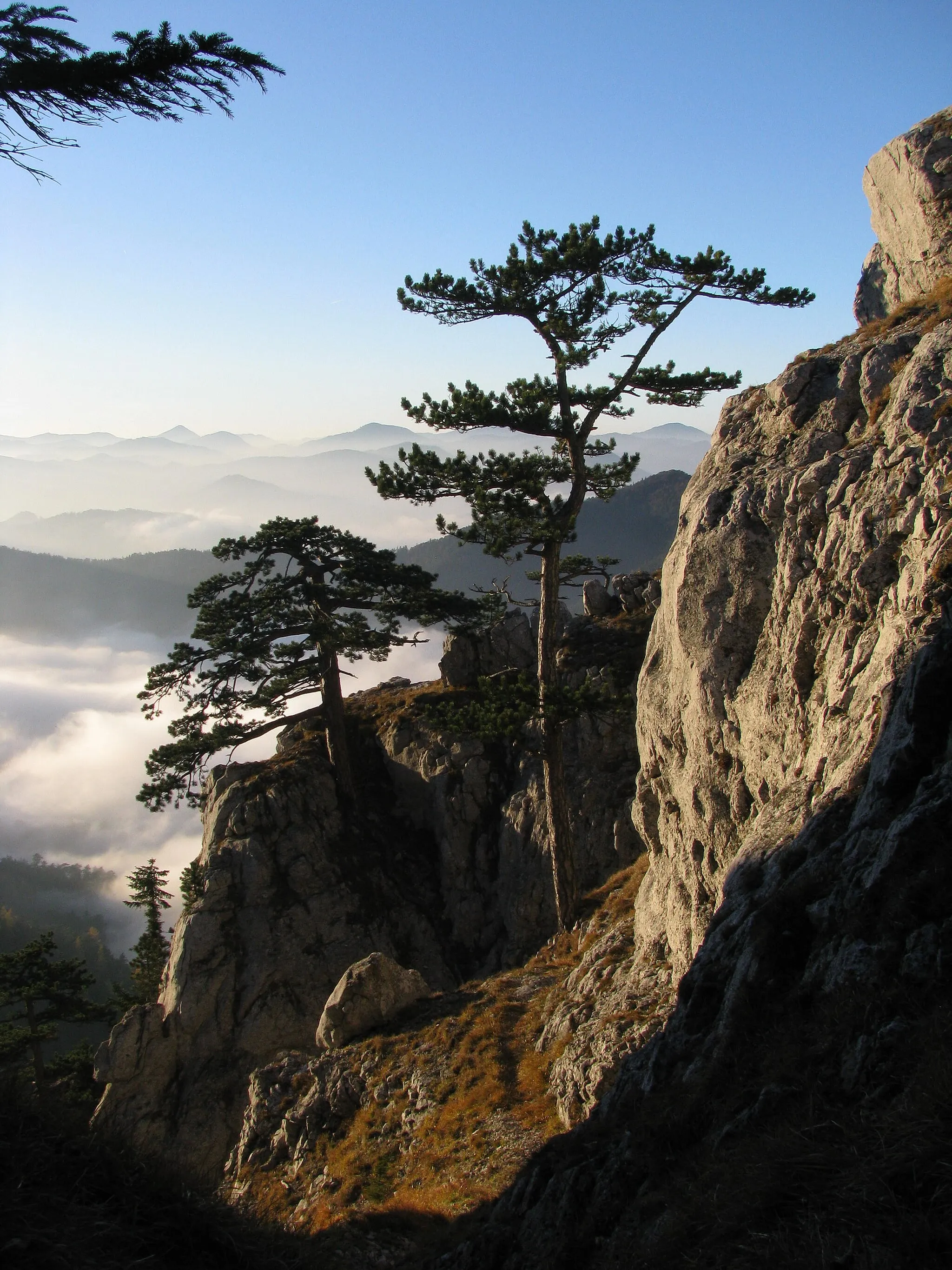 Photo showing: Blick von der Dürren Wand (westlich des Plattensteins) nach Westnordwest, Schwarzföhren, im Hintergrund Türnitzer Höger