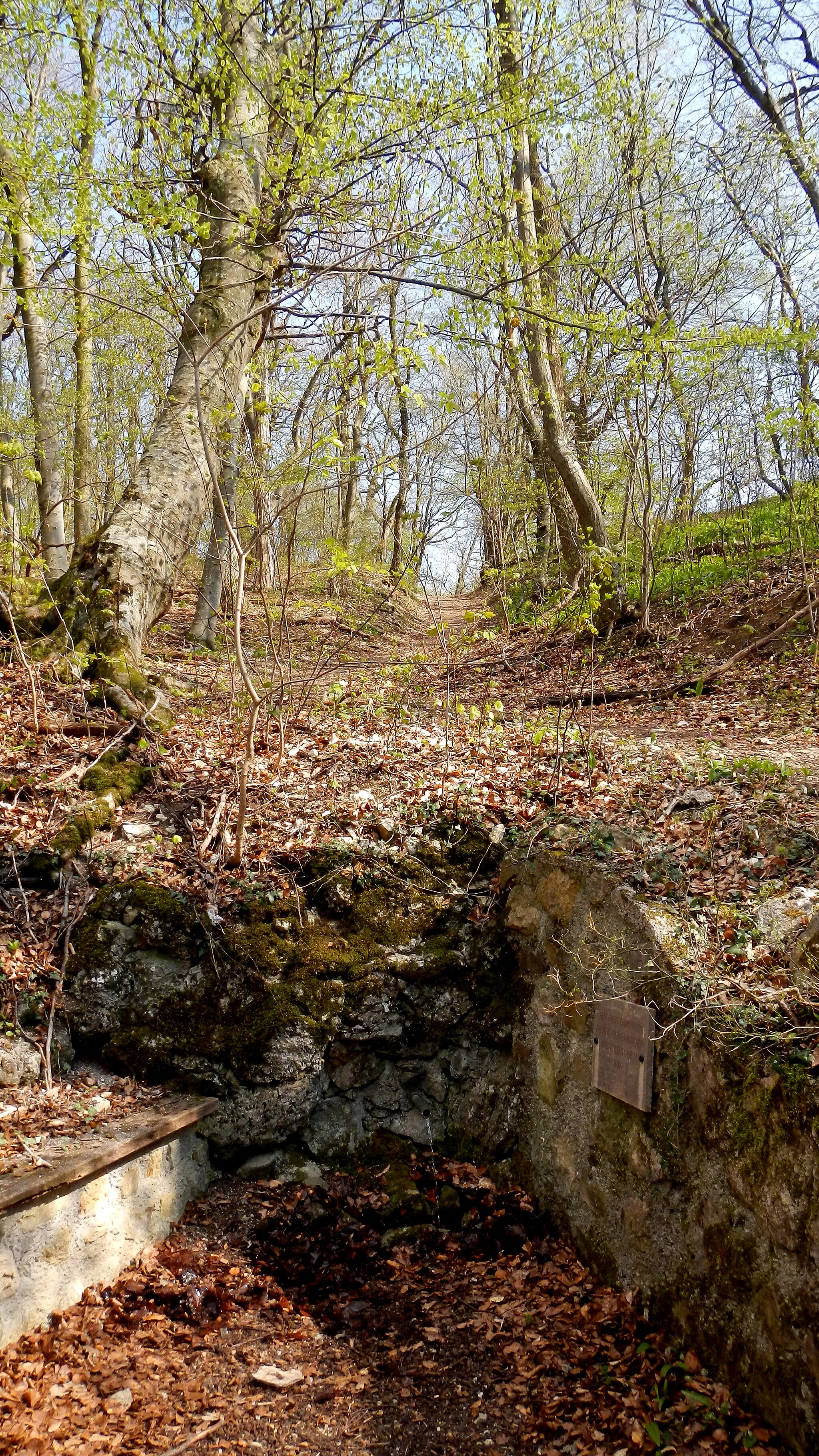 Photo showing: Die Vereinsquelle ist eine kleine Quelle im Wienerwald, im Naturpark Föhrenberge. Sie liegt im Süden von Kaltenleutgeben, Niederösterreich.