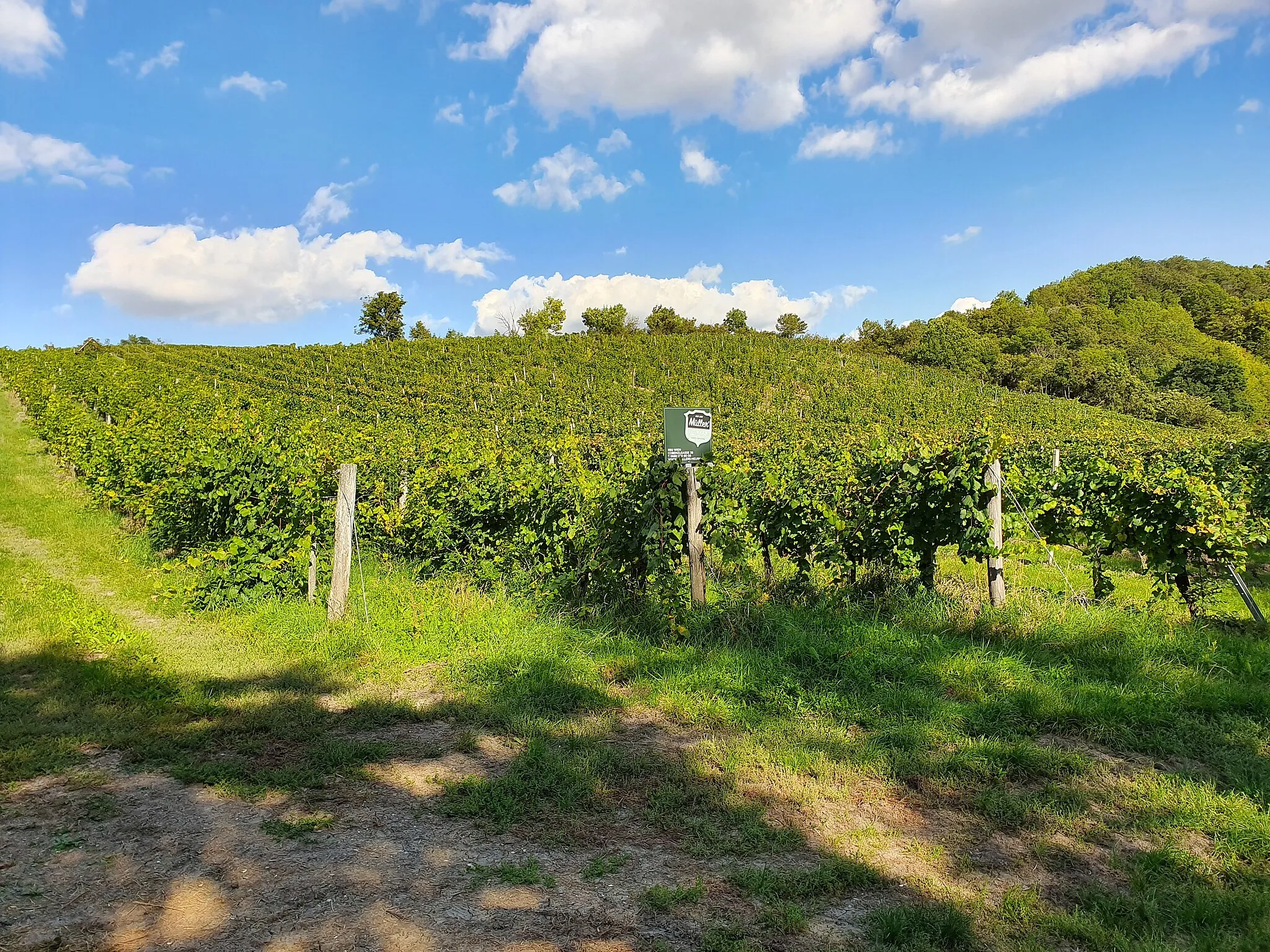 Photo showing: Wiener Stadtwanderweg 1 - Vineyard at Kahlenberg, Vienna, Austria