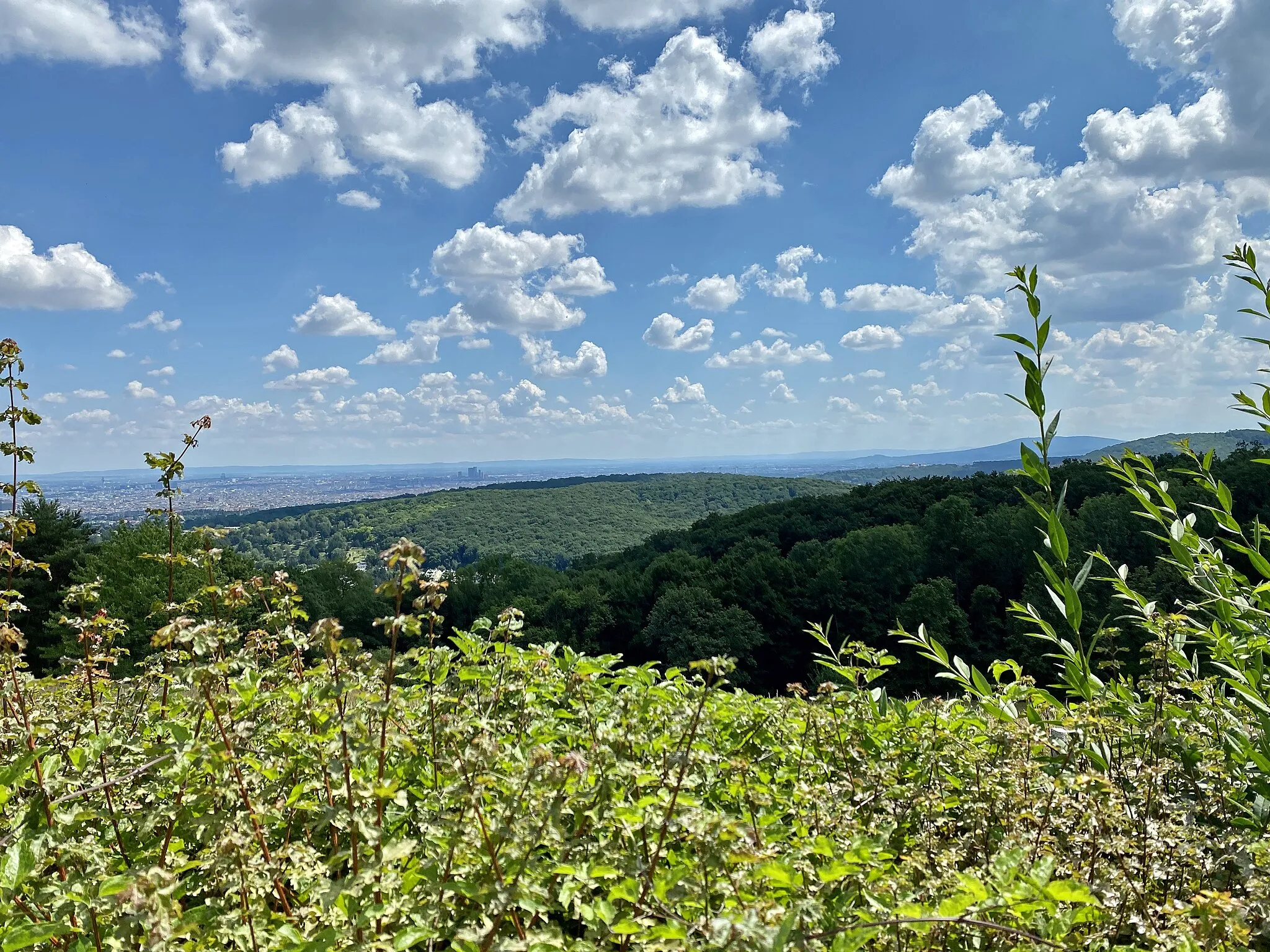 Photo showing: Blick vom Dreimarkstein auf den Schafberg in Wien.