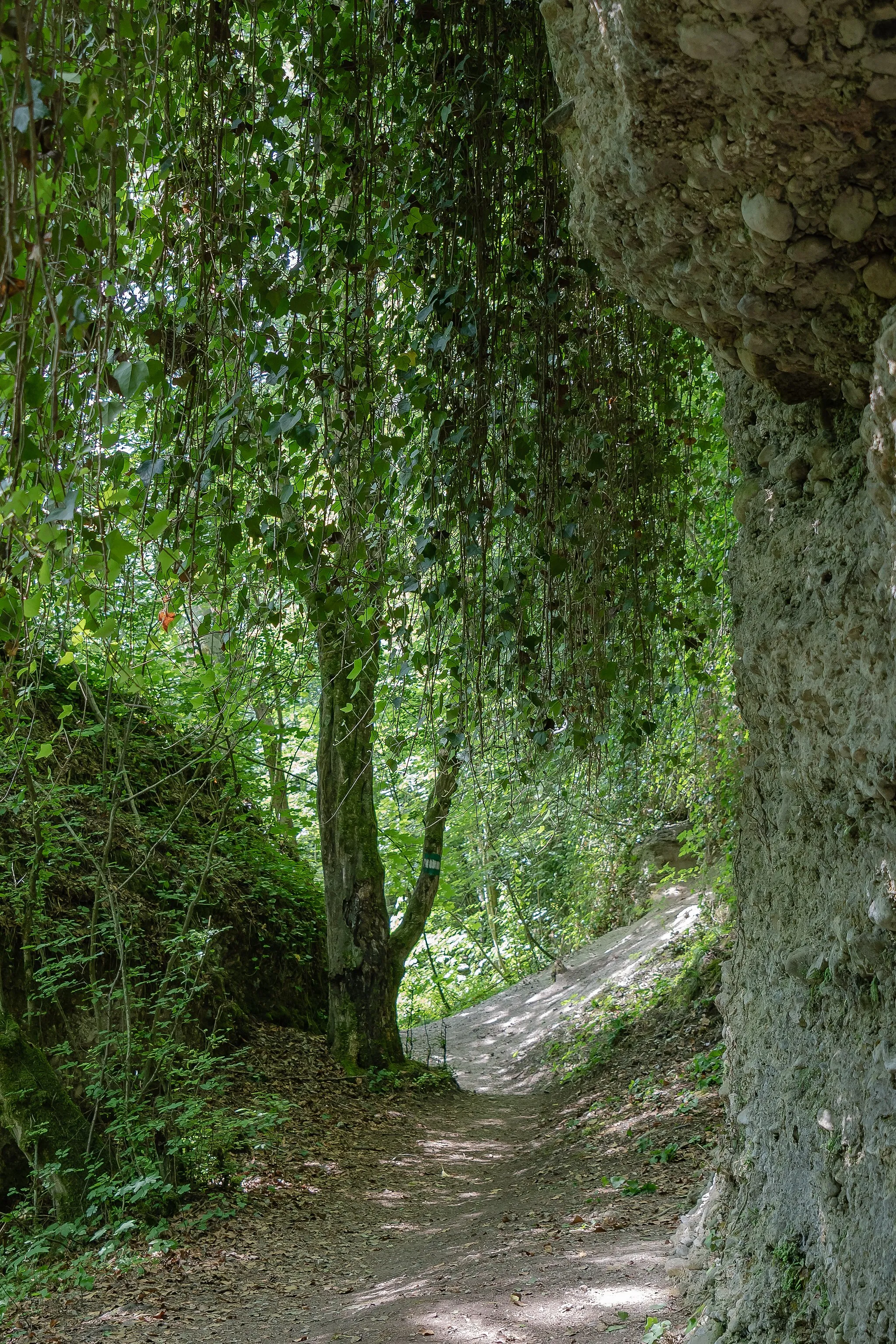 Photo showing: Curtain of Hedera helix in the ravine Erlaufschlucht. The Erlauf canyon is protected as natural monument of Lower Austria. It is part of the Natura 2000 area (FFH) Niederösterreichische Voralpenflüsse (Site Code: AT-1219000).