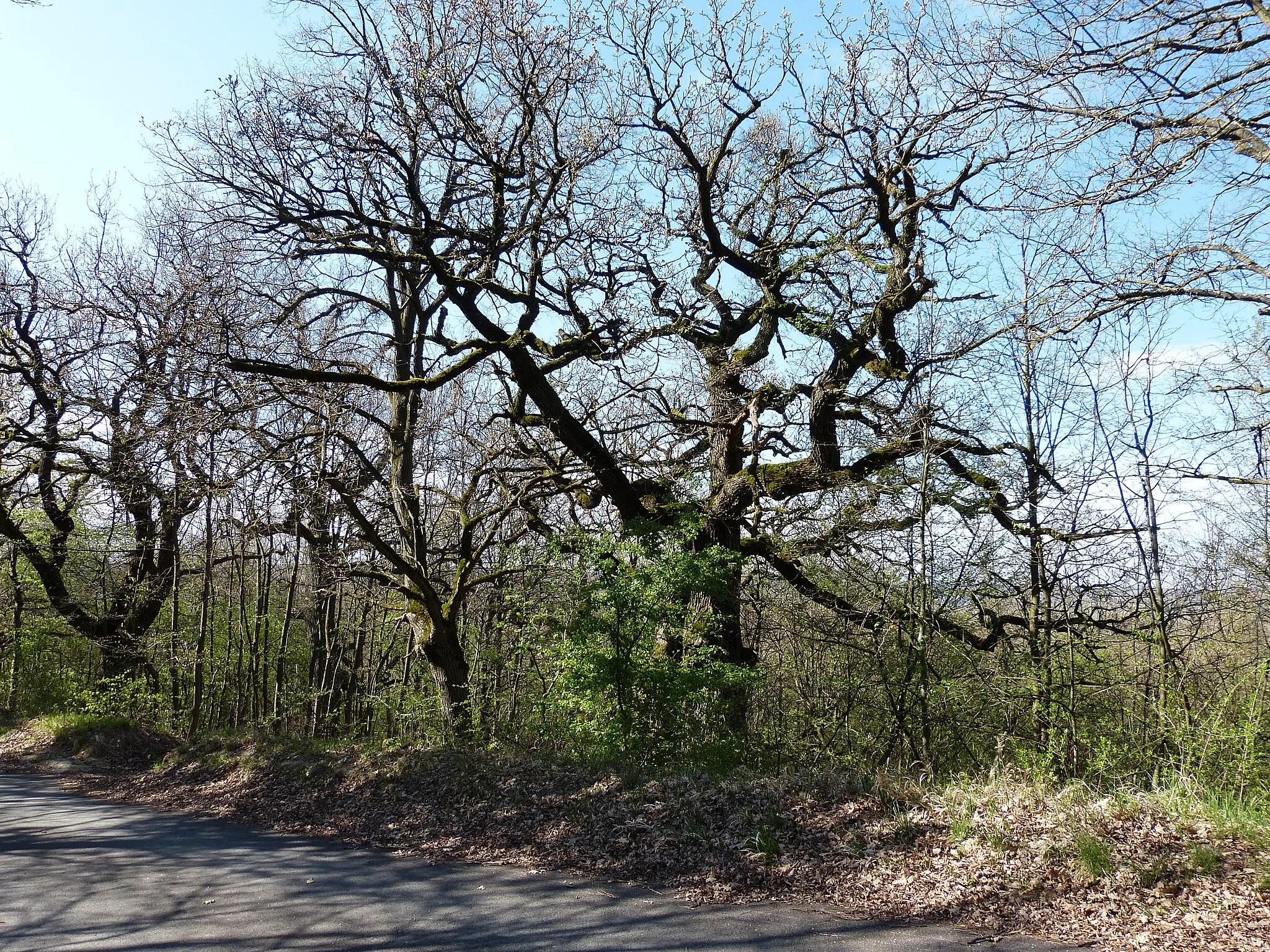 Photo showing: Old tree near Hubertus observation tower Sopron.