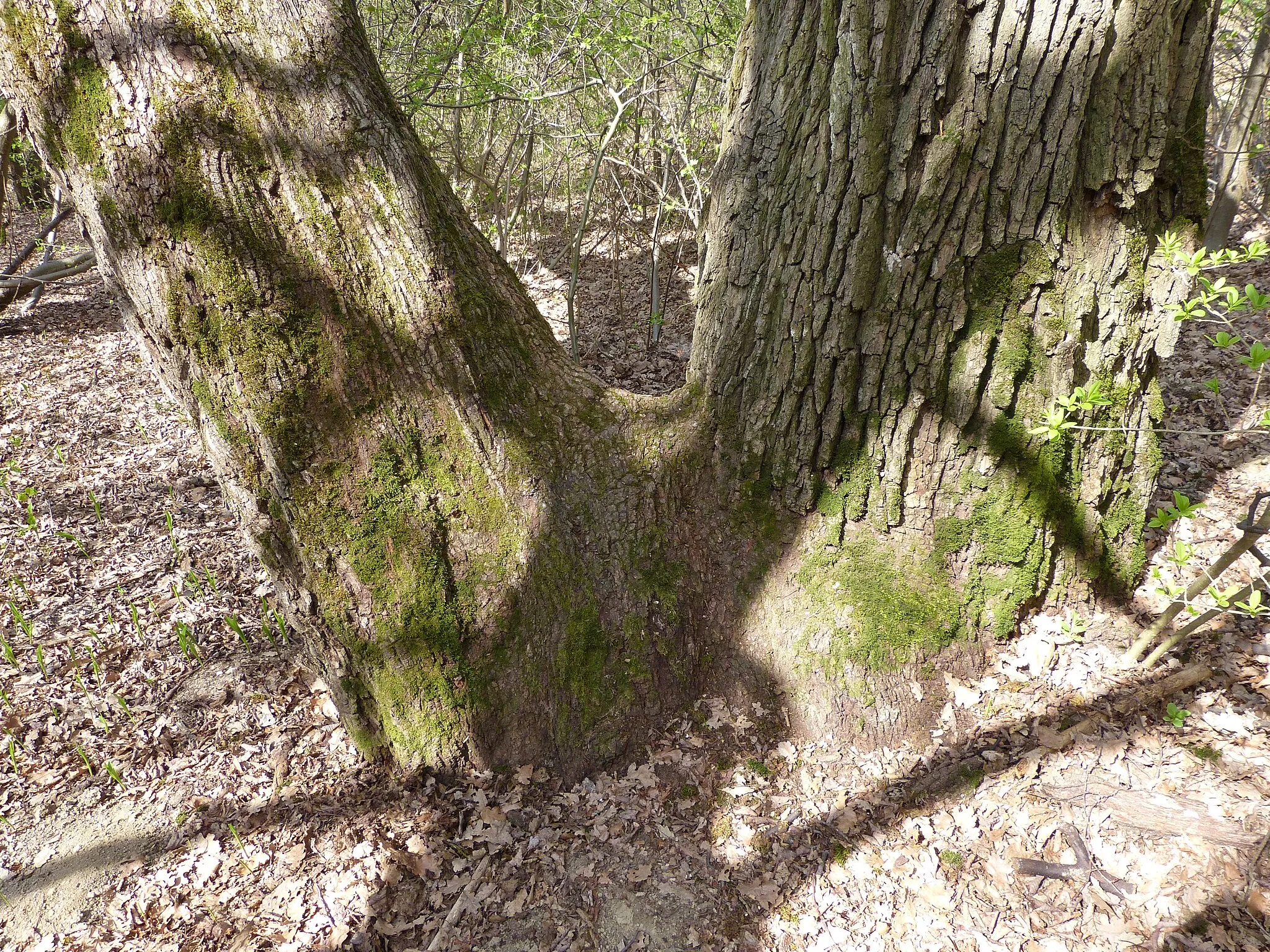 Photo showing: Old tree near Hubertus observation tower Sopron.