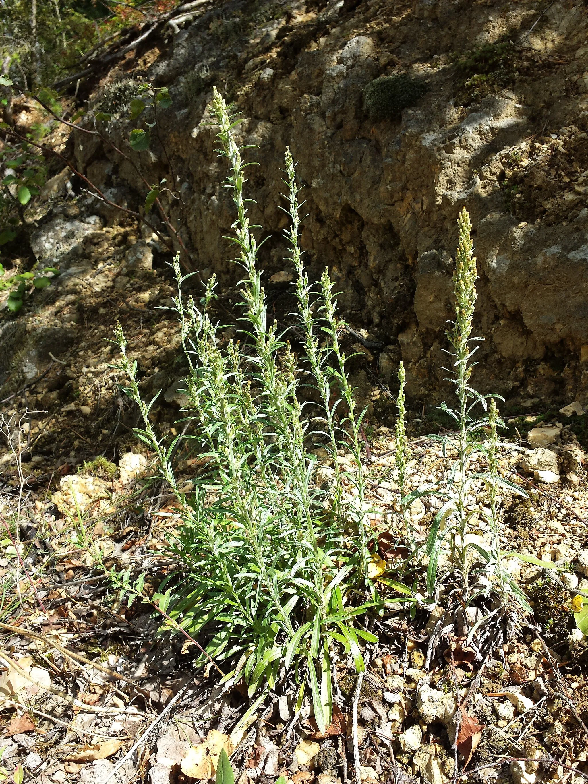 Photo showing: Habitus Taxonym: Gnaphalium sylvaticum ss Fischer et al. EfÖLS 2008 ISBN 978-3-85474-187-9
Location: next to Bruderndorf, Langschlag, district Zwettl, Lower Austria - ca. 800 m a.s.l.
Habitat: wayside within a wood