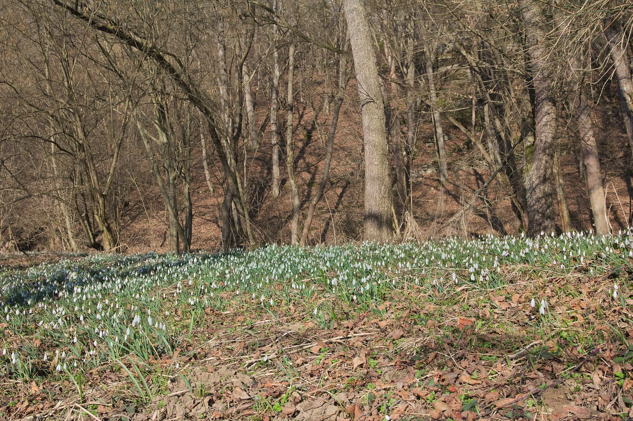 Photo showing: Bílý kříž (přírodní rezervace) - Galanthus nivalis L., sněženka podsněžník - status ohrožení v ČR: C3 (ohrožený)