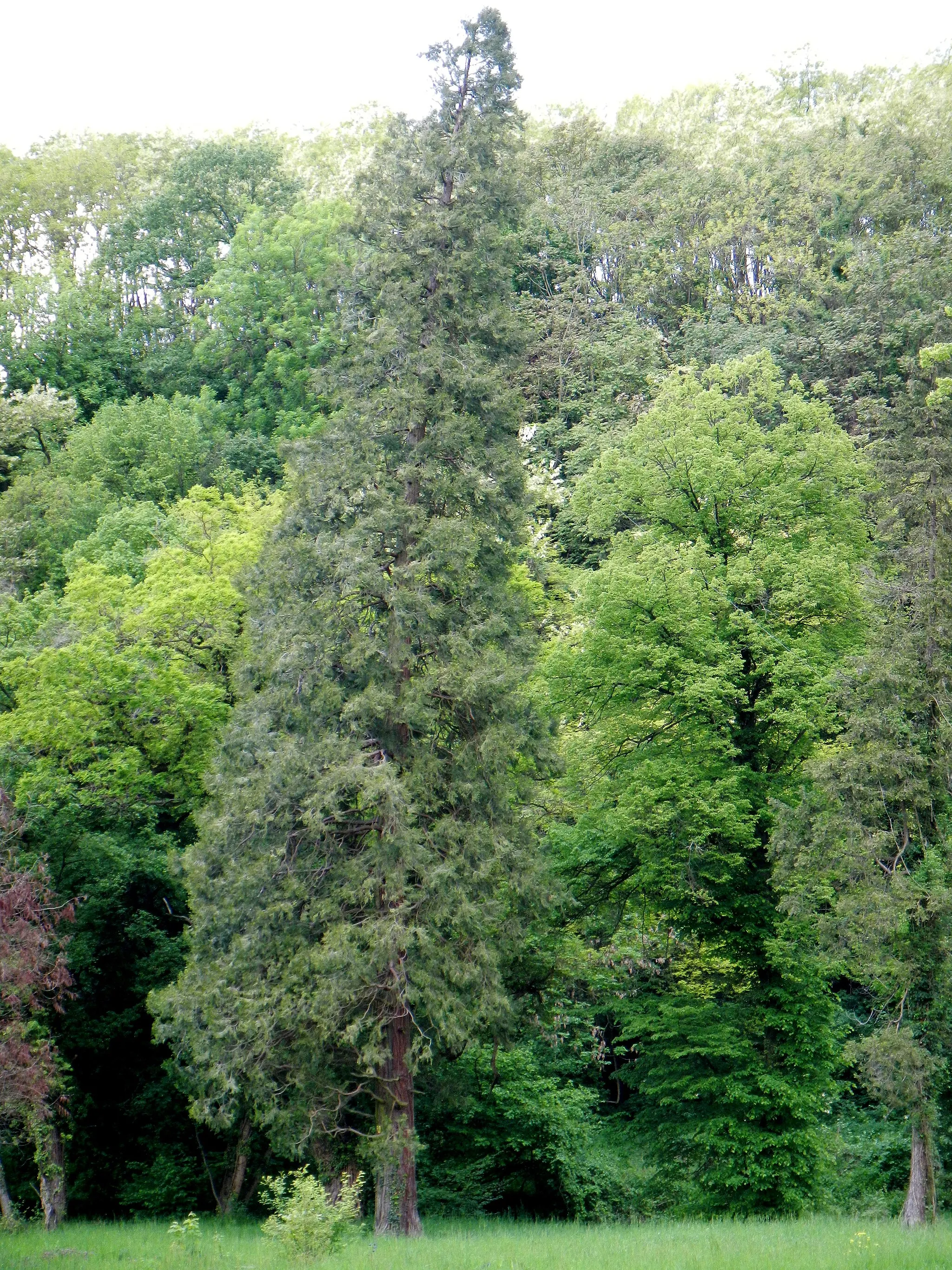 Photo showing: This media shows the natural monument in Lower Austria  with the ID P-046.