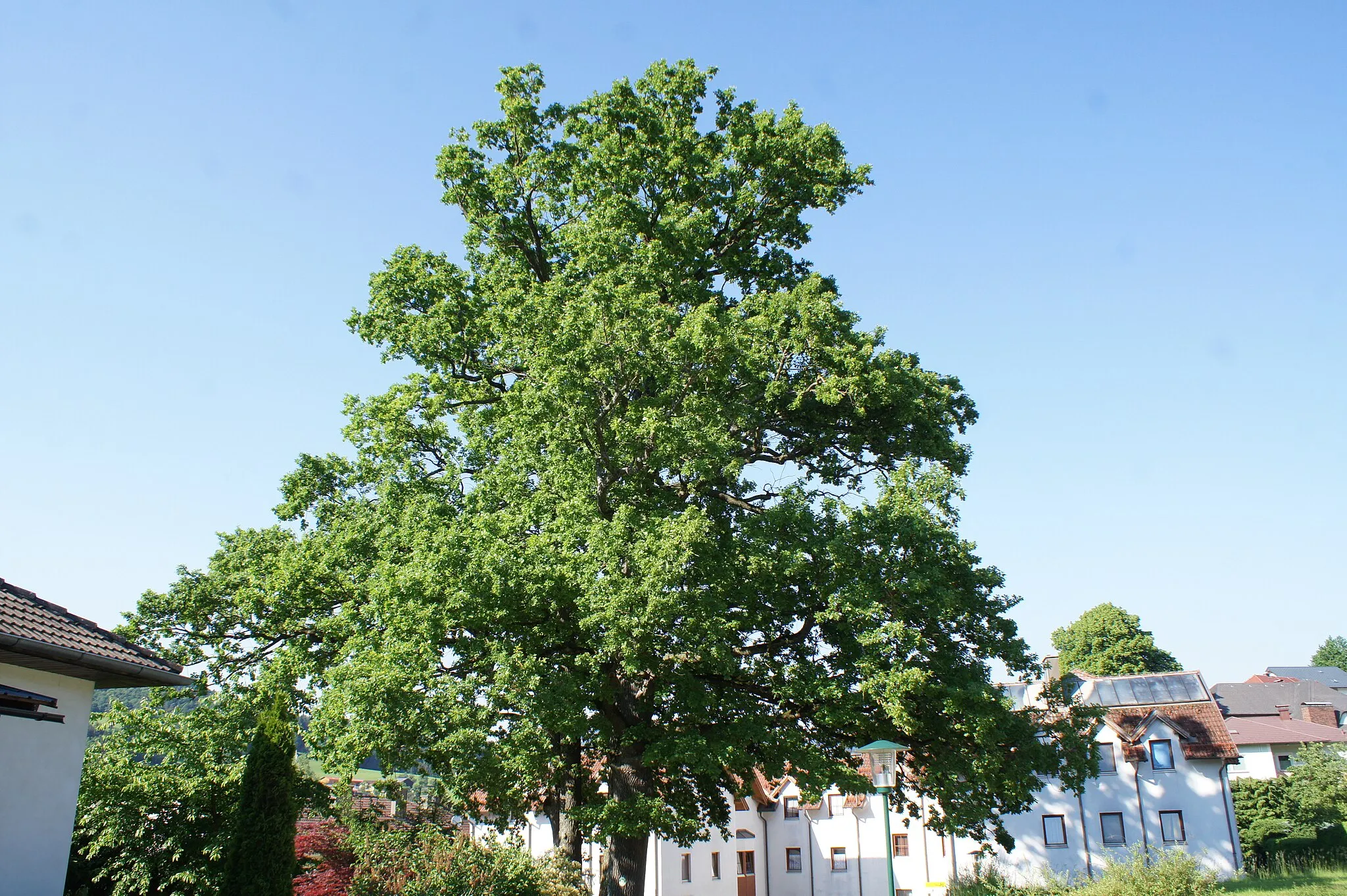 Photo showing: This media shows the natural monument in Lower Austria  with the ID LF-079.