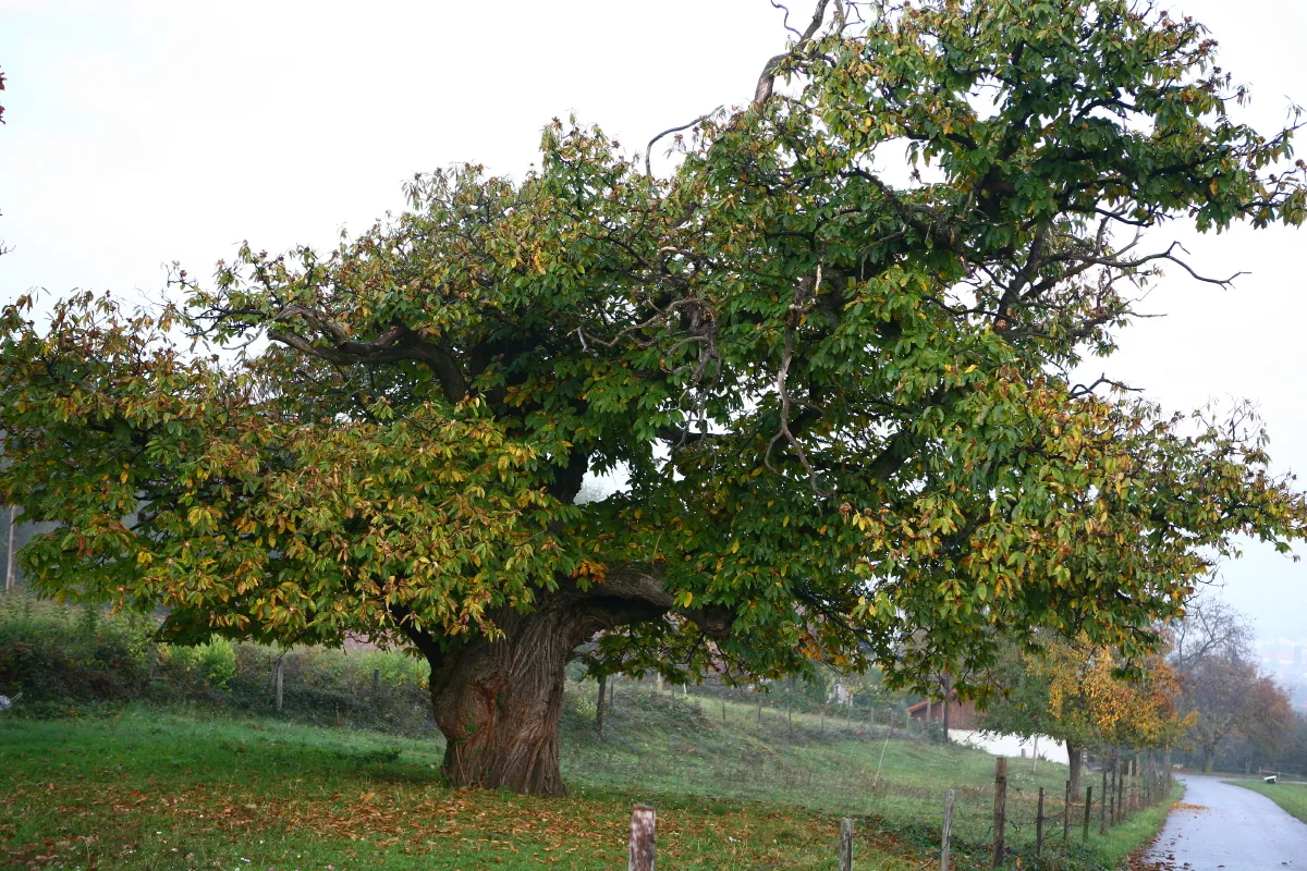 Photo showing: Alter Edelkastanienbaum, Gemeinde Buchbach (Bezirk Neunkirchen, Österreich)