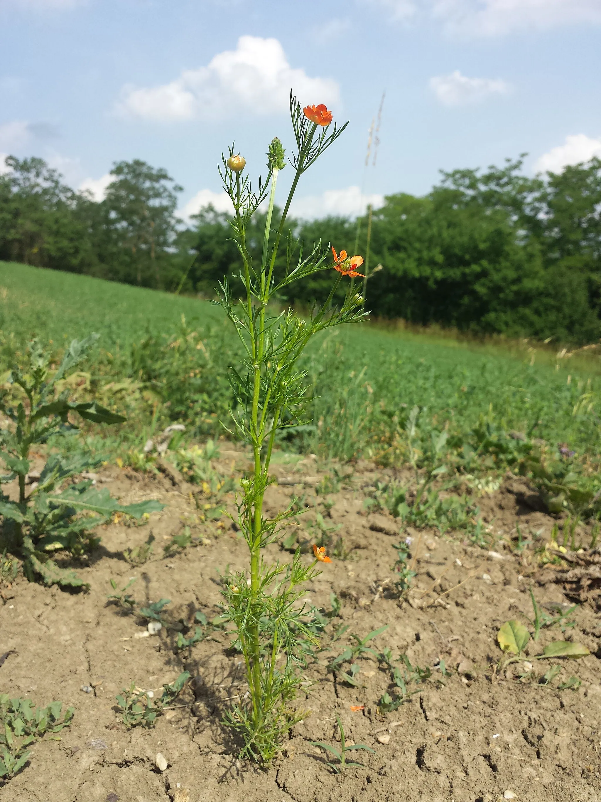 Photo showing: Habitus Taxonym: Adonis aestivalis ss Fischer et al. EfÖLS 2008 ISBN 978-3-85474-187-9
Location: Rosenberg north of Grafensulz, district Mistelbach, Lower Austria - ca. 300 m a.s.l.
Habitat: orchard