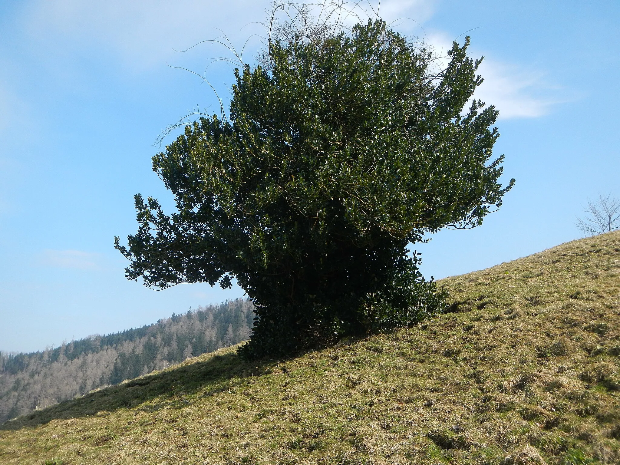 Photo showing: Schradl (Ilex aquifolium)
