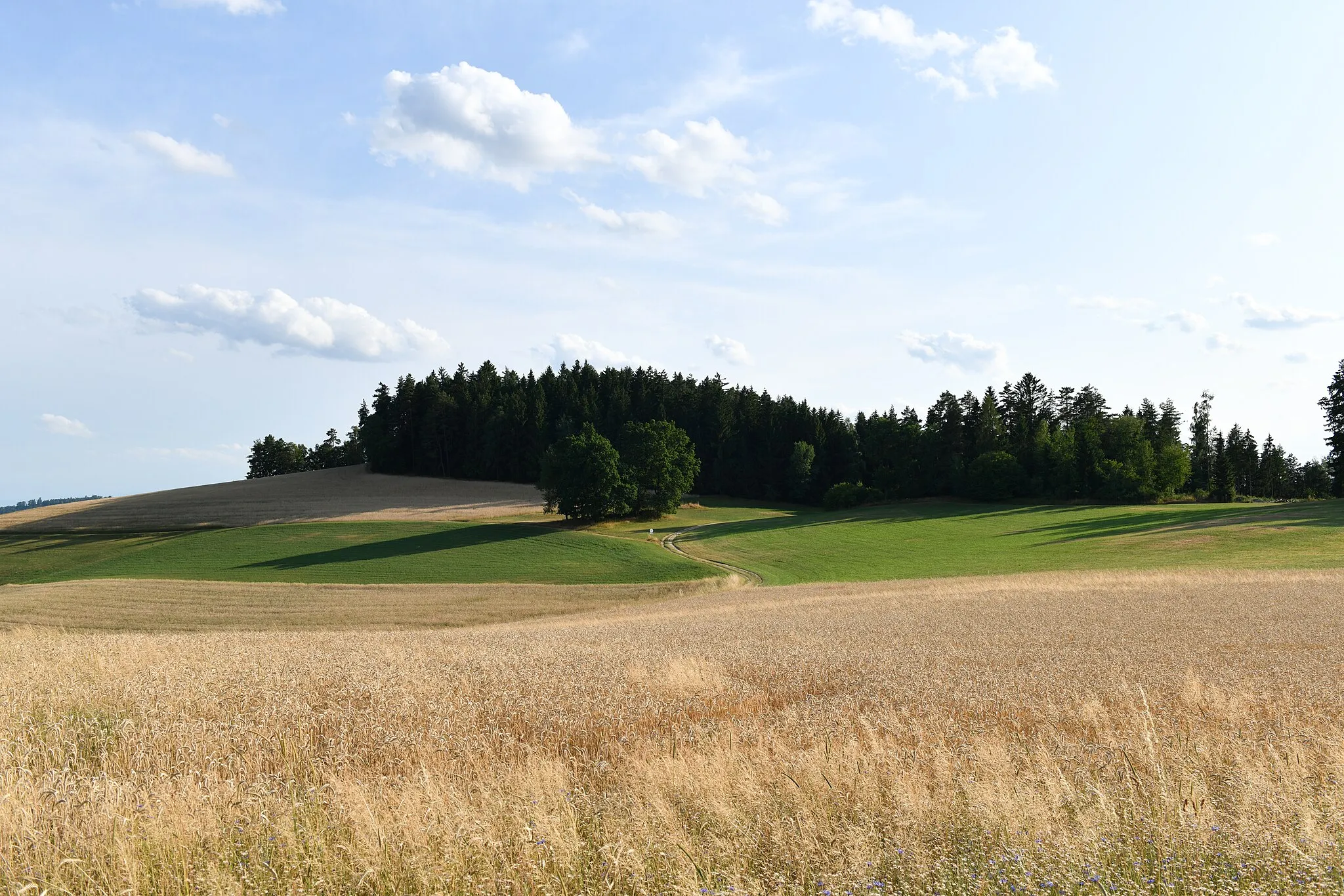 Photo showing: Gutau, 22. Juli 2023:  Wimmerhöhe