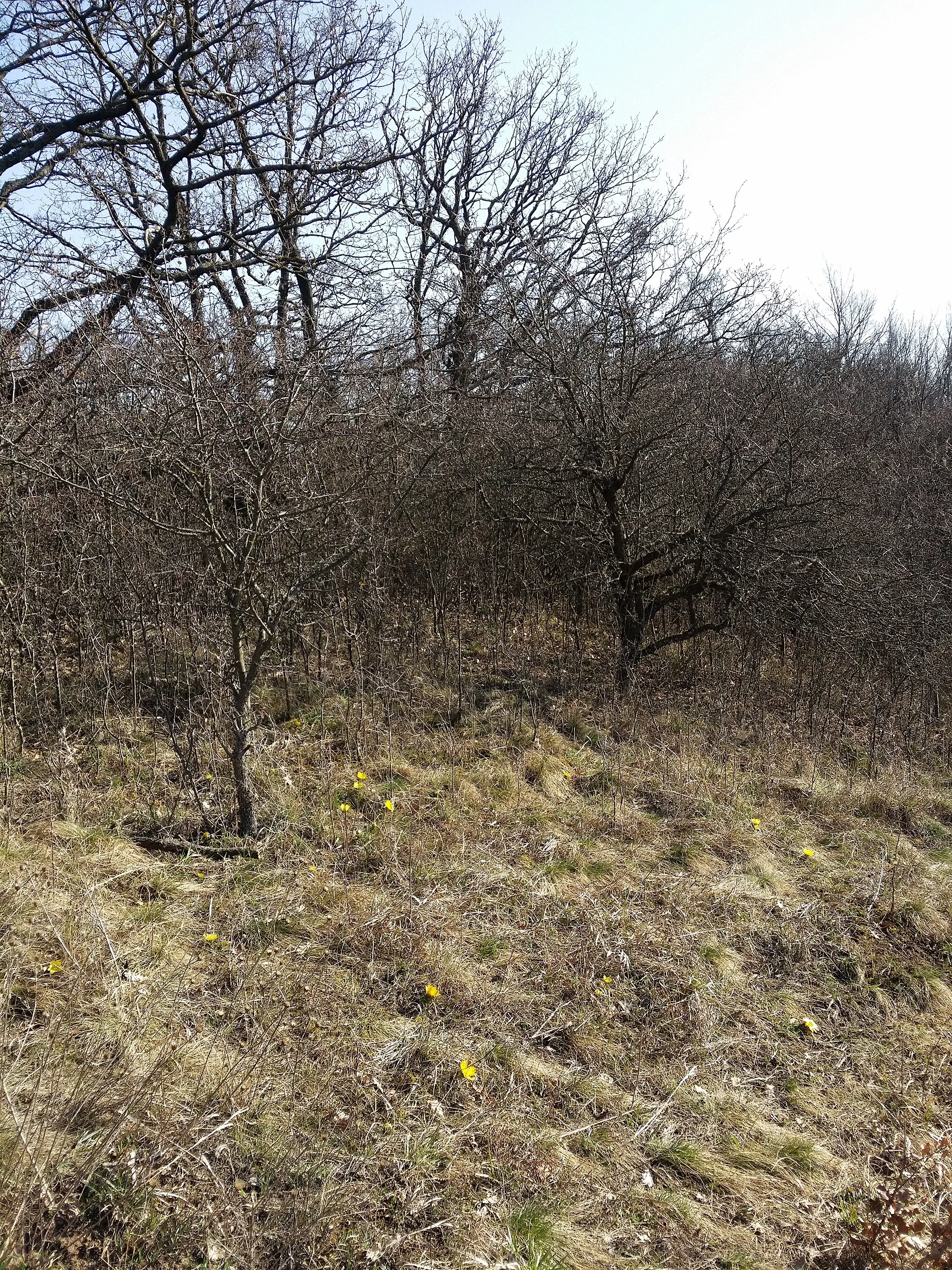 Photo showing: Habitat Taxonym: Adonis vernalis ss Fischer et al. EfÖLS 2008 ISBN 978-3-85474-187-9
Location: Burgstall near Haslach, district Hollabrunn, Lower Austria - ca. 350 m a.s.l.
Habitat: calcareous semi-dry grassland