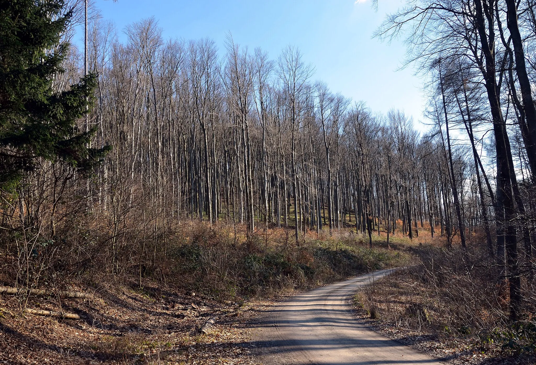 Photo showing: On the Troppberg, a 542 m mountain in Lower Austria.