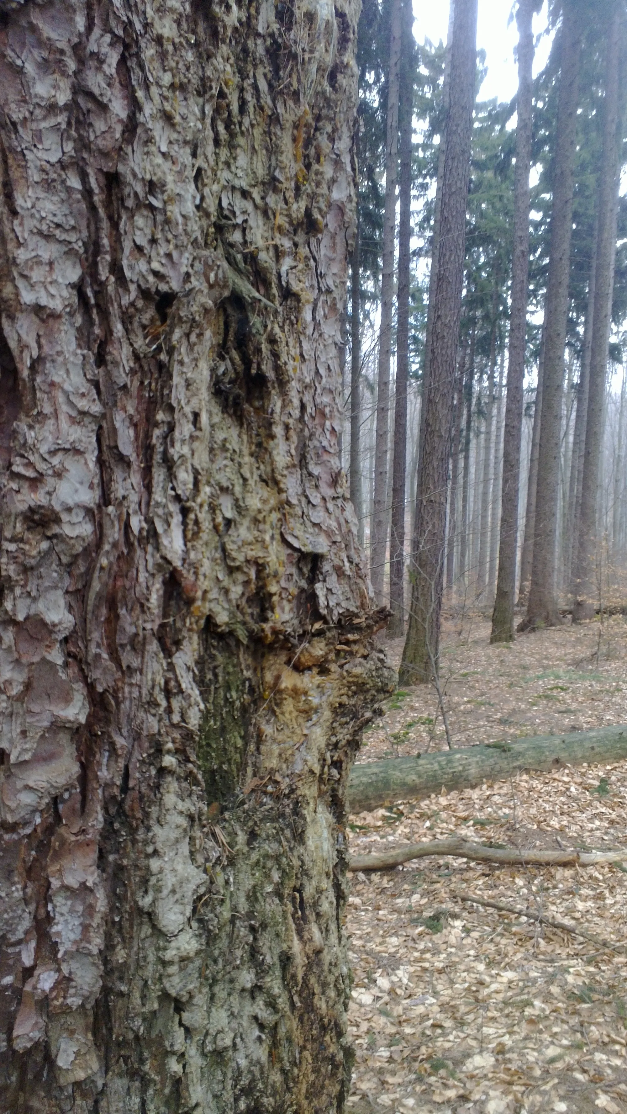 Photo showing: This media shows the nature reserve in Lower Austria  with the ID 57.