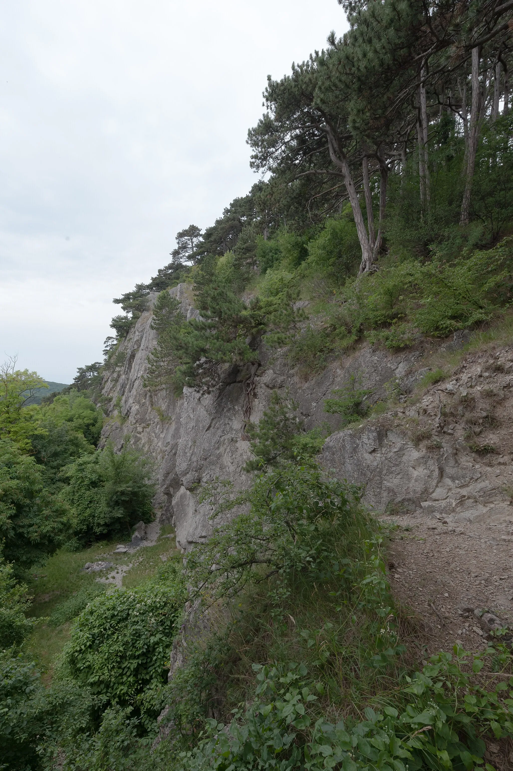 Photo showing: This media shows the natural monument in Vienna  with the ID 716.