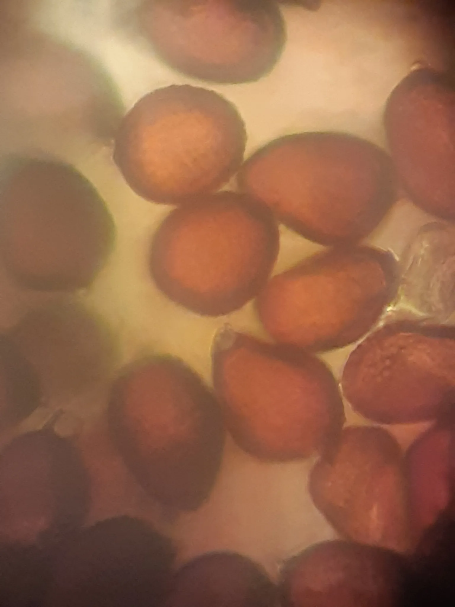 Photo showing: Uromyces acutatus on Gagea villosa