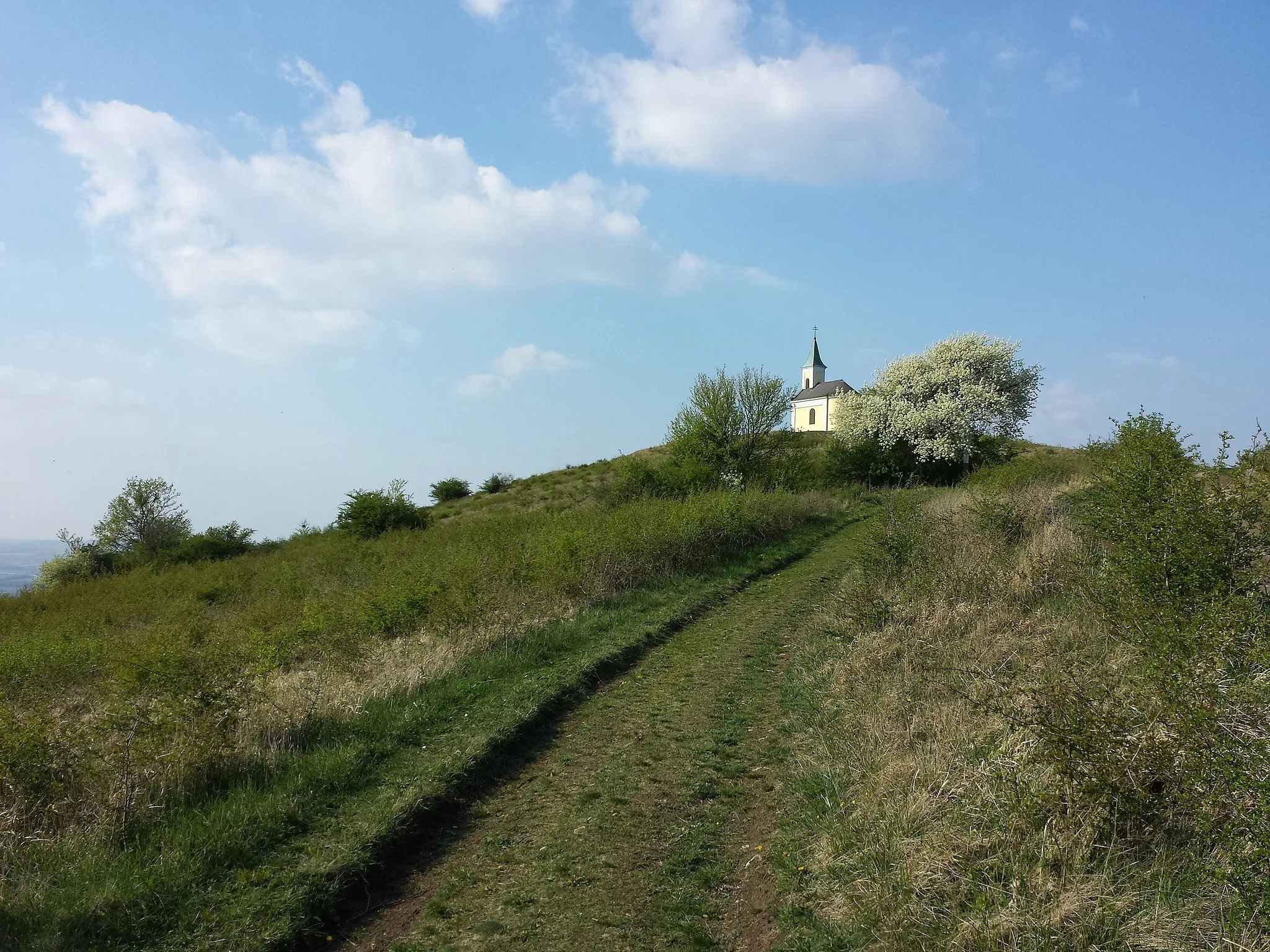 Photo showing: Location: Michelberg with chapel, district Korneuburg, Lower Austria - ca. 400 m a.s.l.
Habitat: semi dry grassland