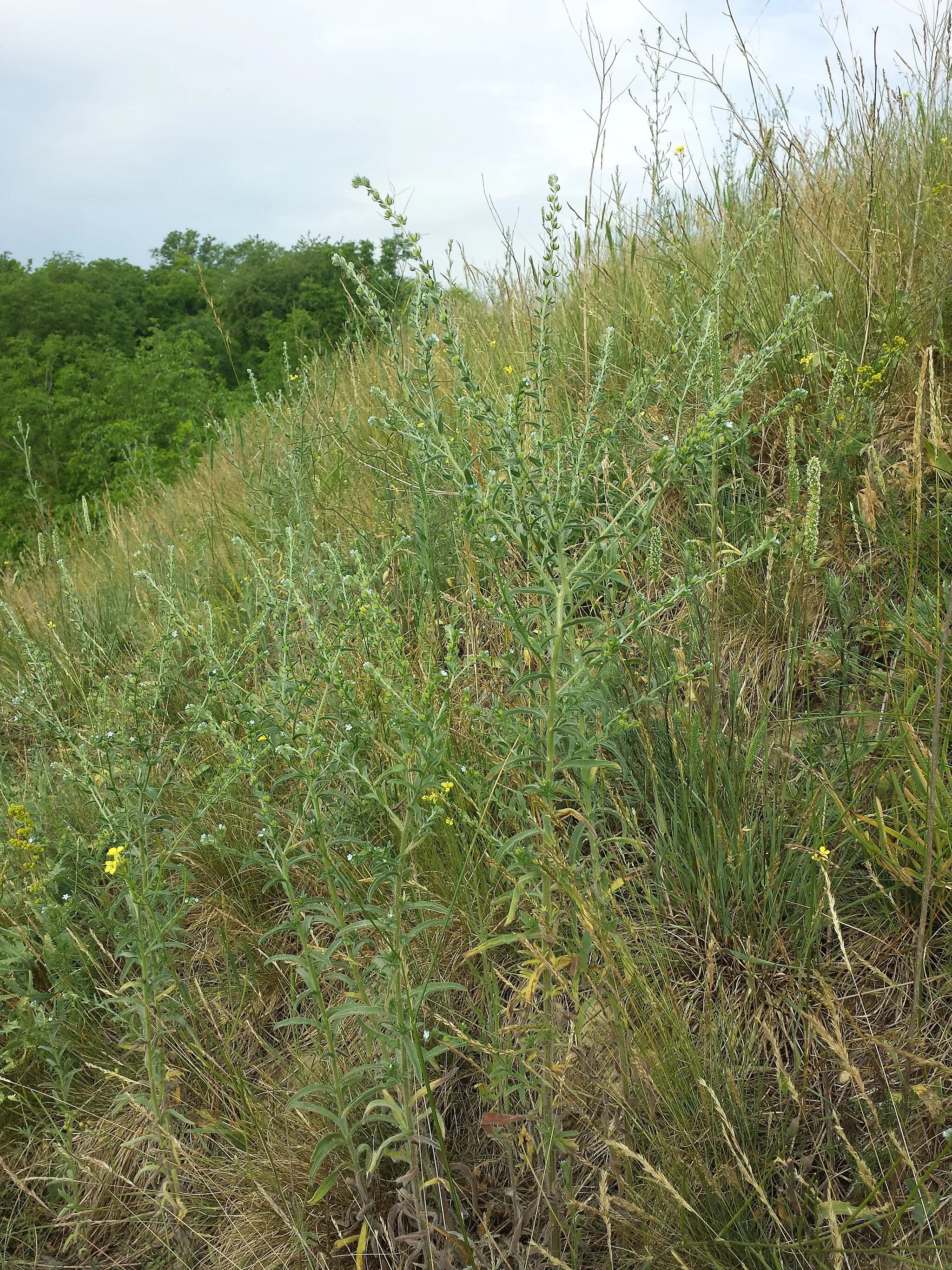 Photo showing: Habitus Taxonym: Lappula squarrosa ss Fischer et al. EfÖLS 2008 ISBN 978-3-85474-187-9
Location: Kugelberg south of Großweikersdorf, district Tulln, Lower Austria - ca. 220 m a.s.l.
Habitat: dry grassland