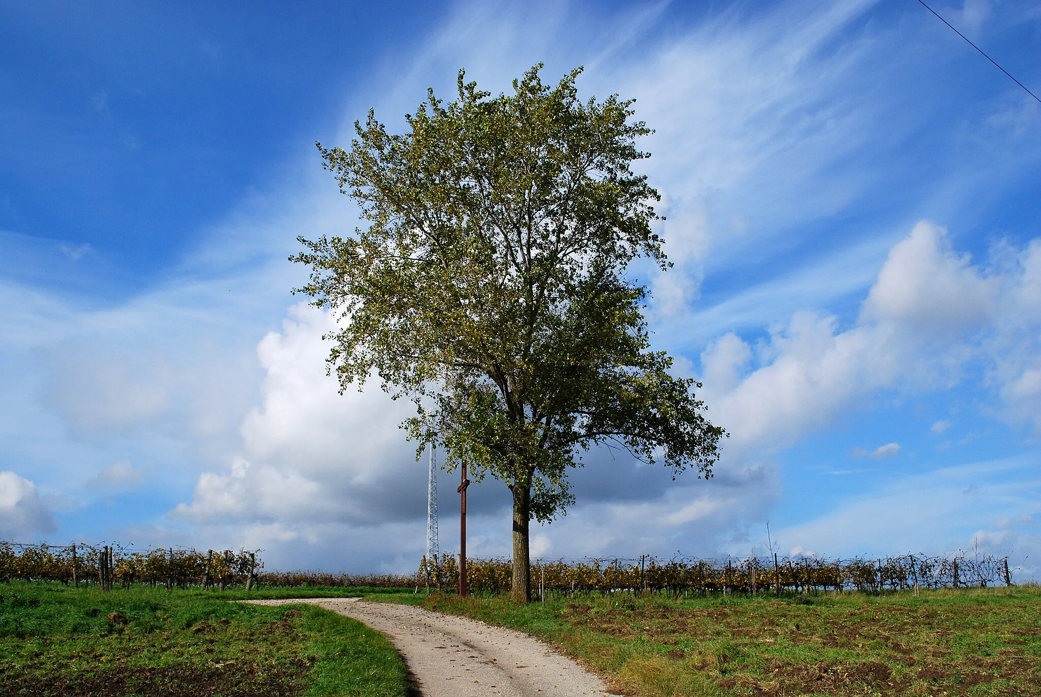 Photo showing: Kraftbaum am Warthberg