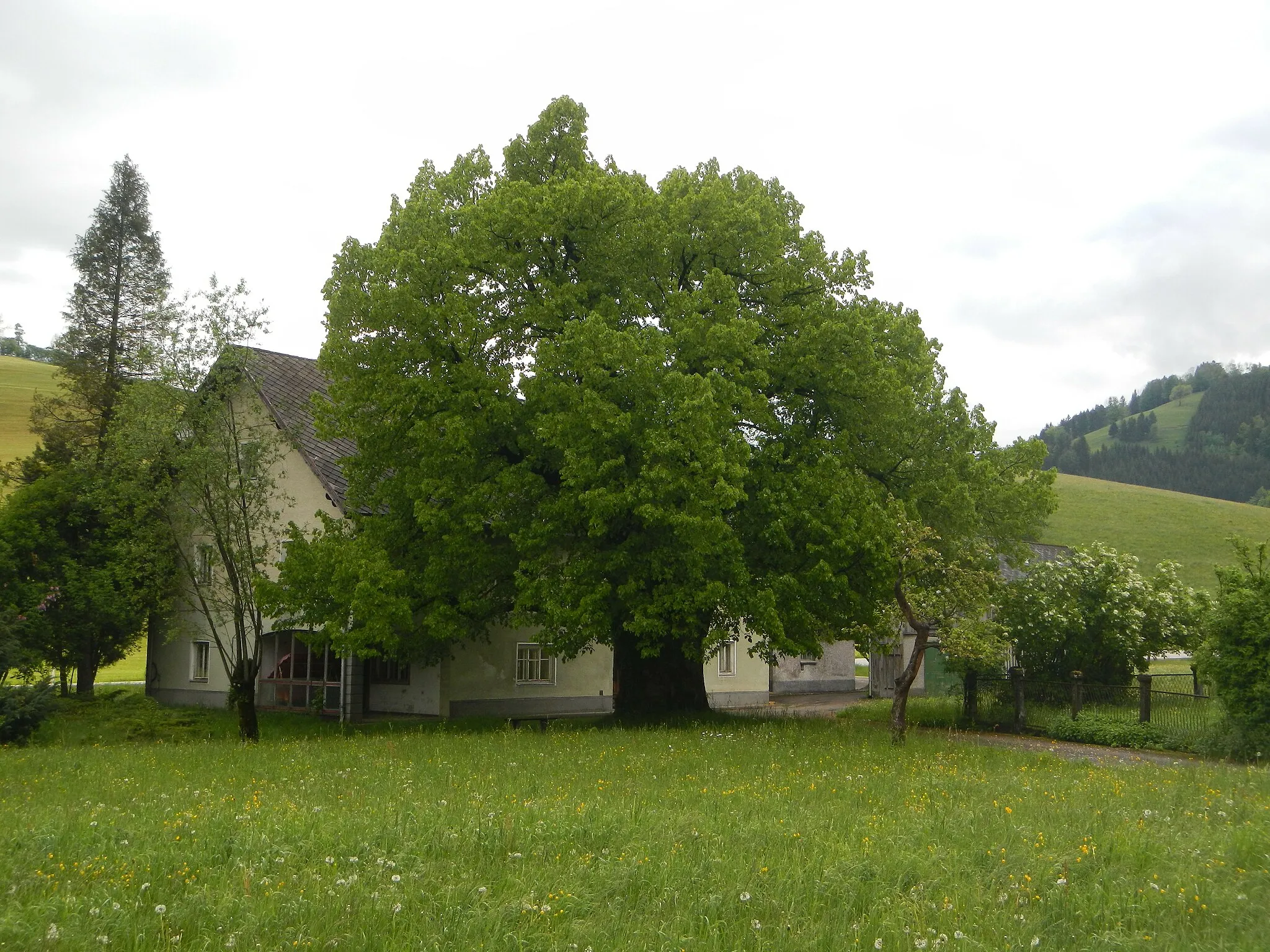 Photo showing: This media shows the natural monument in Lower Austria  with the ID AM-073.