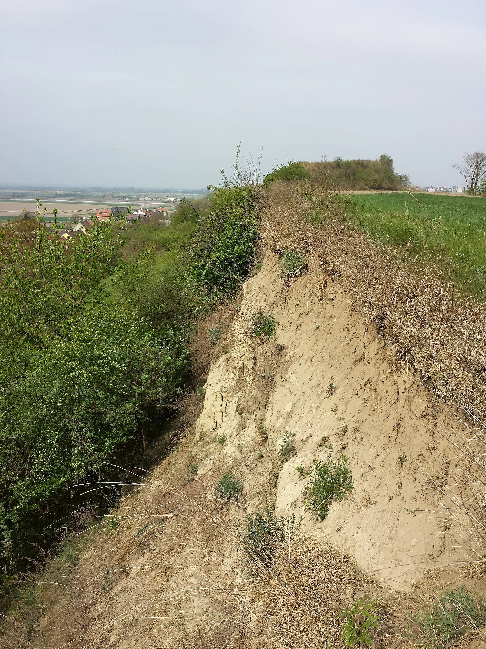 Photo showing: Der Leeberg Pettendorf in der Marktgemeinde Hausleiten im Bezirk Korneuburg Teil des Erlebnisweges "Kultur verbindet". Blick von Gaisruck zum Tumulus.