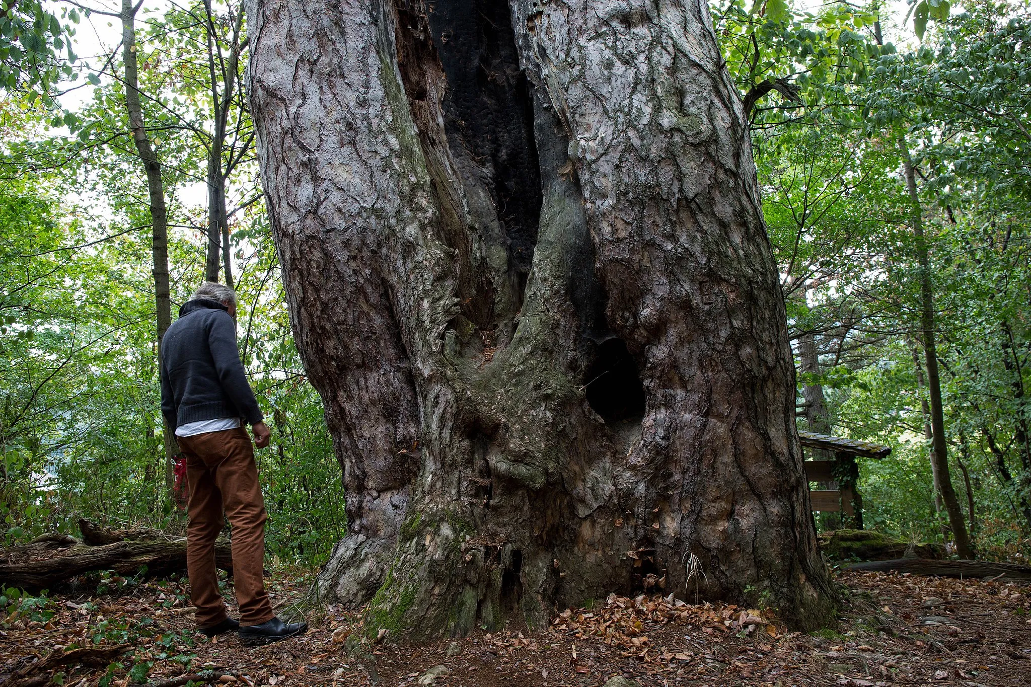 Photo showing: This media shows the natural monument in Lower Austria  with the ID NK-022.