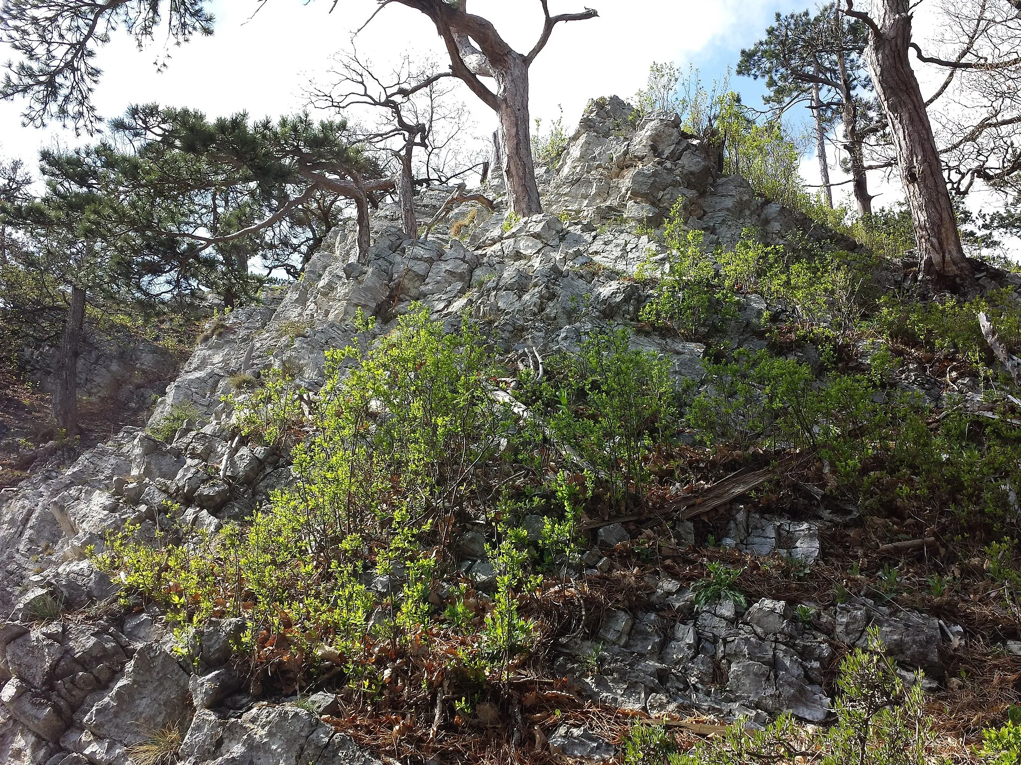 Photo showing: Gösing bei Ternitz, district Neunkirchen, Lower Austria
Wood of Pinus nigra subsp. nigra