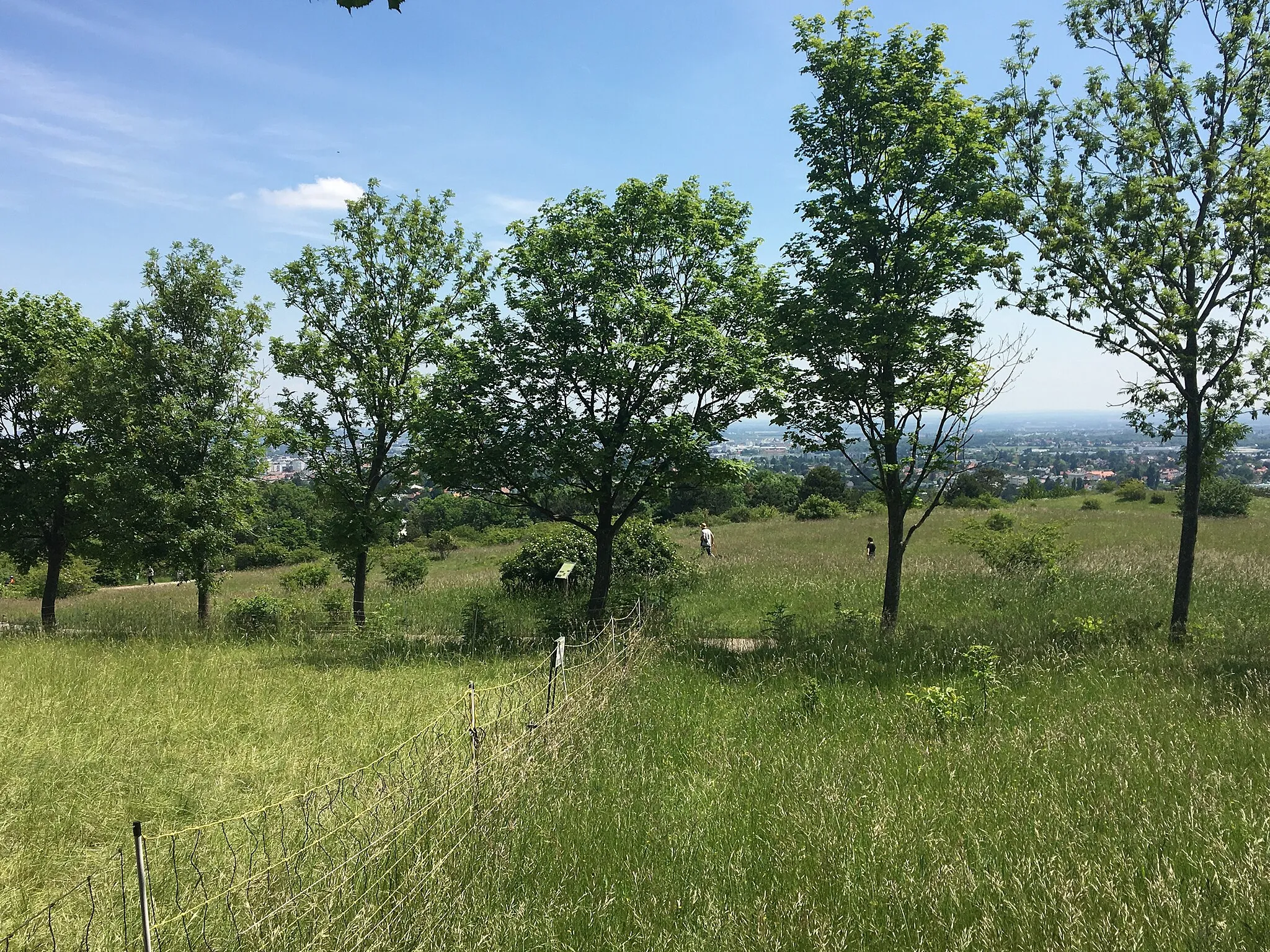 Photo showing: This media shows the natural monument in Lower Austria  with the ID MD-001.