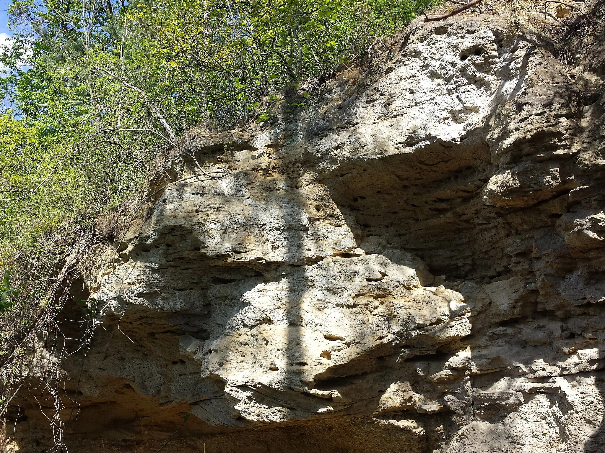 Photo showing: Wald zwischen Kiblitz, Wolfsbrunn und Thern, Bezirk Hollabrunn, Niederösterreich
Aufschluss der Schotter und Sande der Urdonau in der Hollabrunn-Mistelbach-Formation