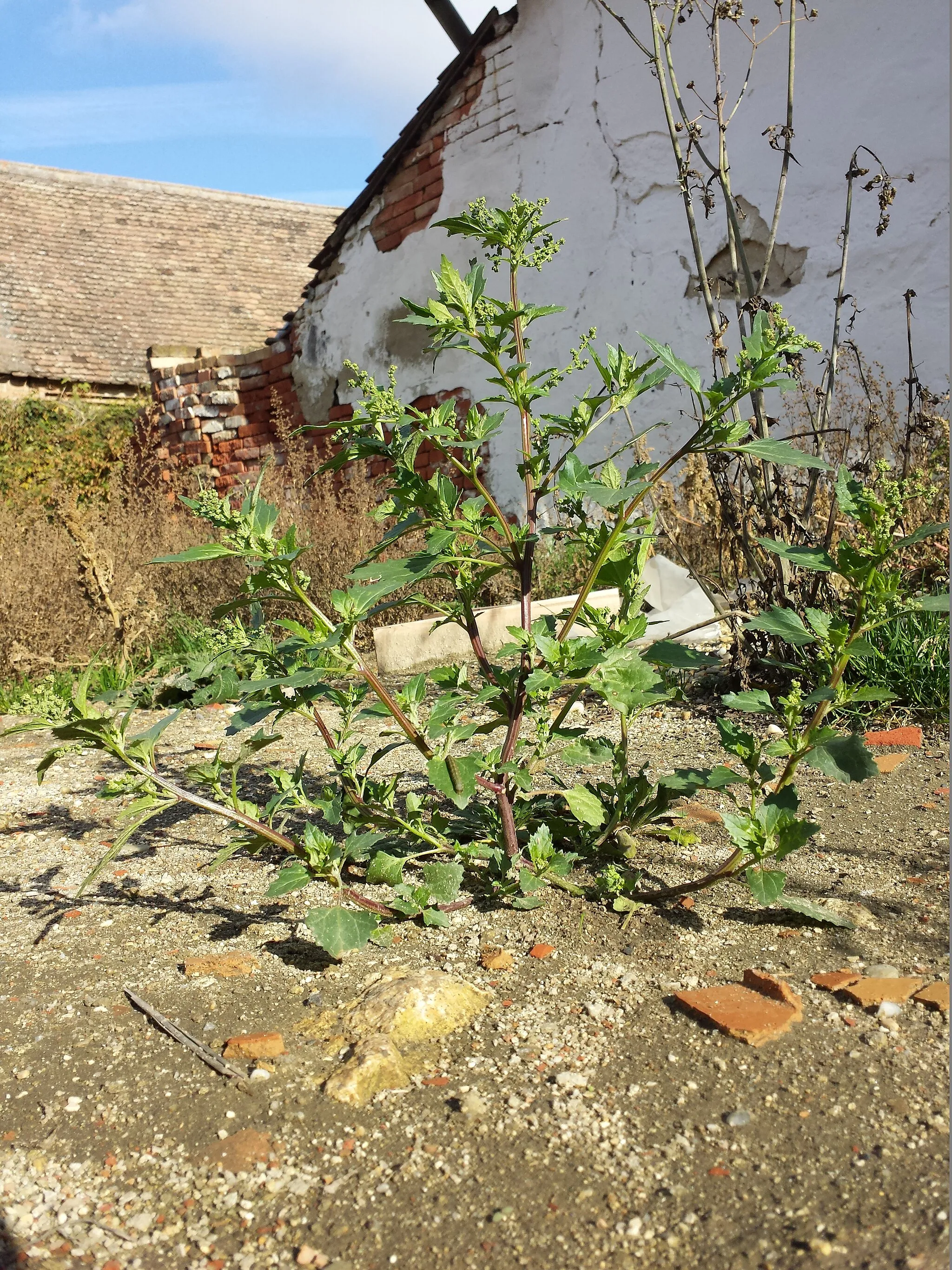 Photo showing: Habitus Taxonym: Chenopodium murale ss Fischer et al. EfÖLS 2008 ISBN 978-3-85474-187-9
Location: next to Zwingendorfer, district Mistelbach, Lower Austria - ca. 185 m a.s.l.
Habitat: ruderal area