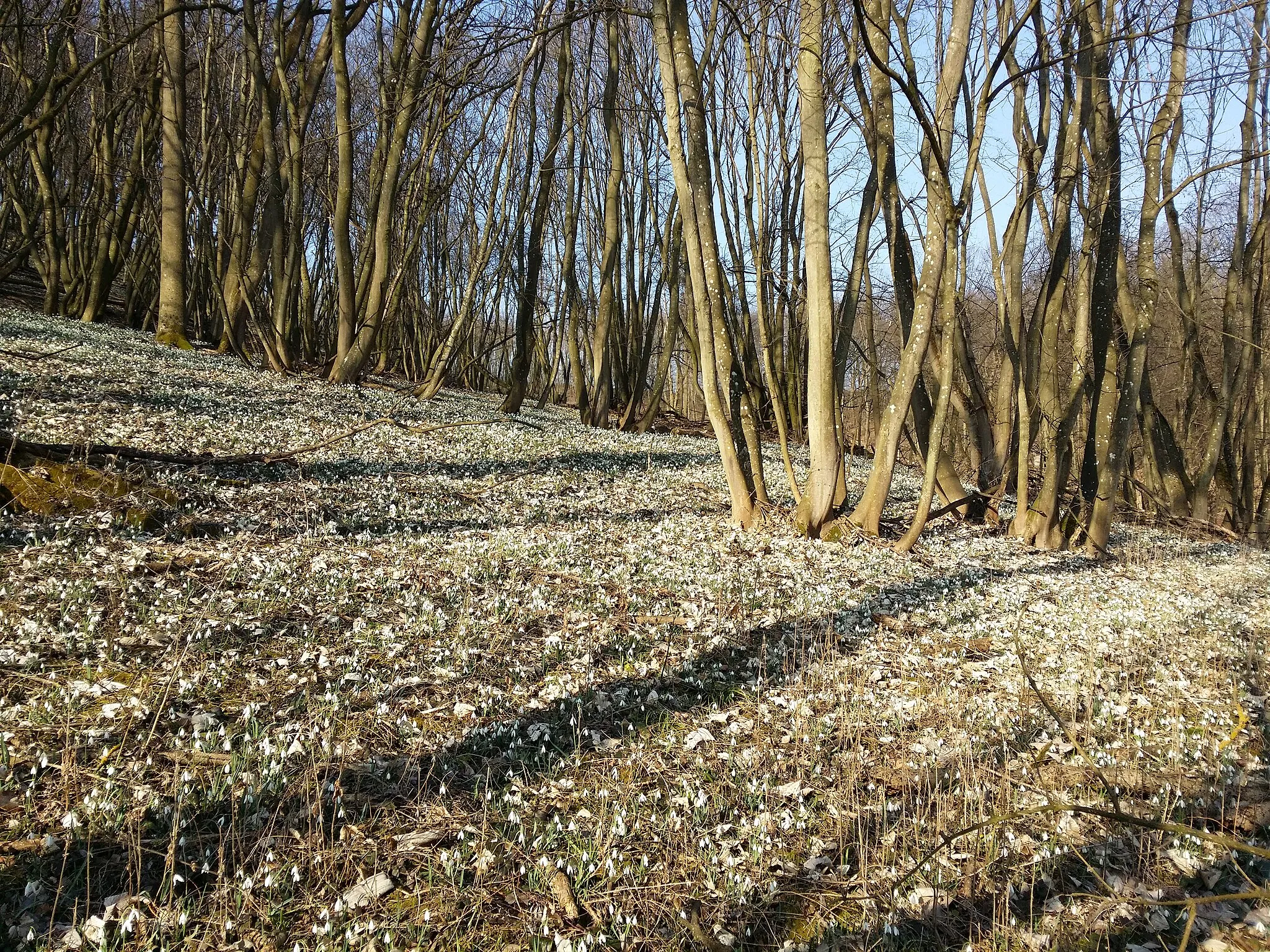 Photo showing: Habitat Taxonym: Galanthus nivalis ss Fischer et al. EfÖLS 2008 ISBN 978-3-85474-187-9
Location: Ernstbrunner Wald S of Stronegg, district Mistelbach, Lower Austria - ca. 300 m a.s.l.
Habitat: wettish wood